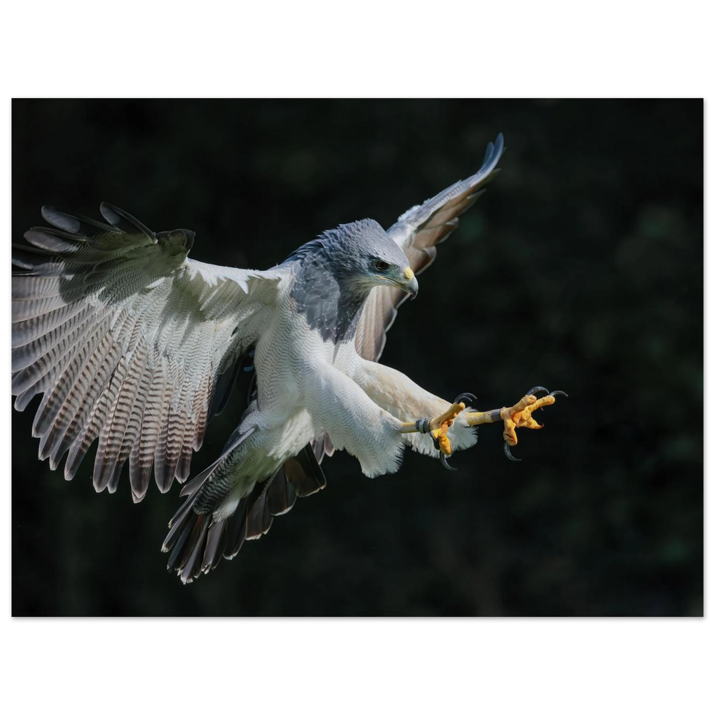 Wandbild majestaetischer schwarzbrustbussard im flug atemberaubende tierfotografie fuer ihr zuhause