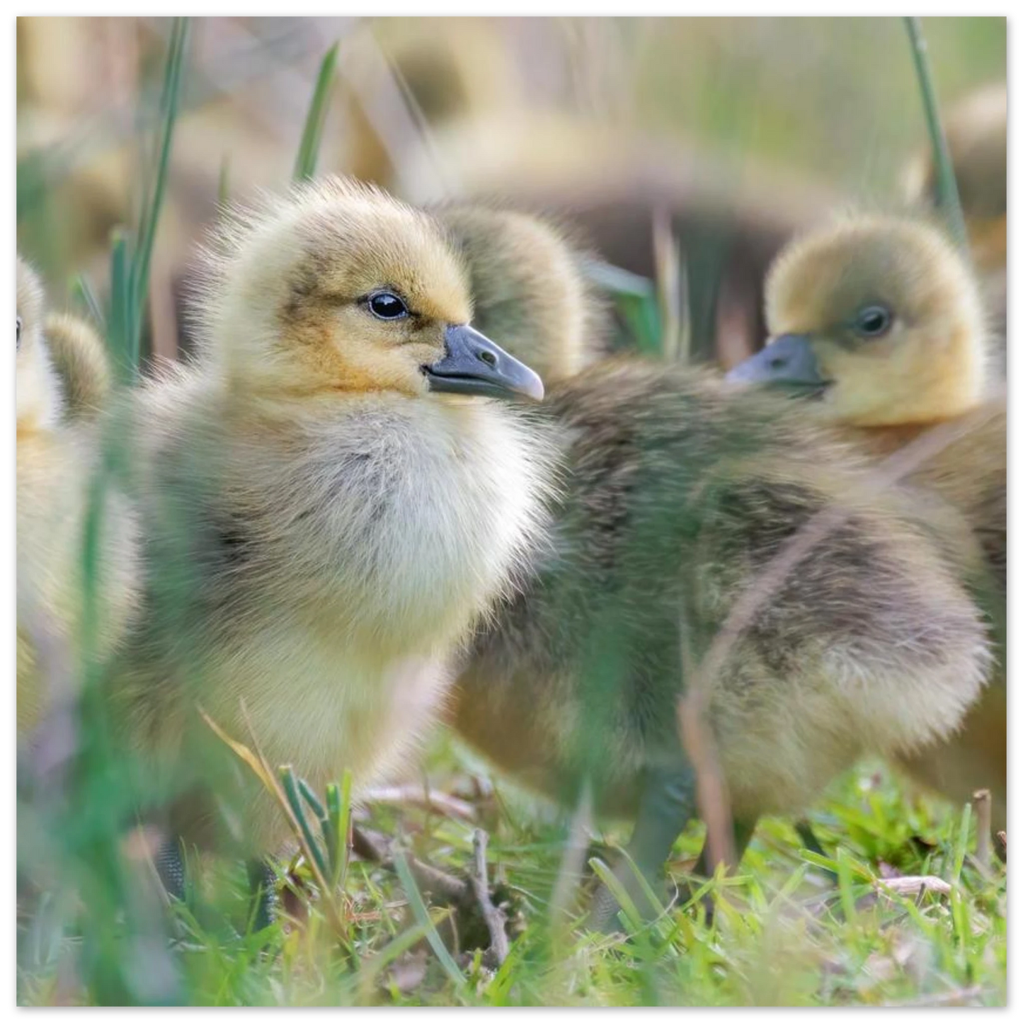 Wandbild kueken in zartgruen und gold suesse baby gans kunst in vielen groessen