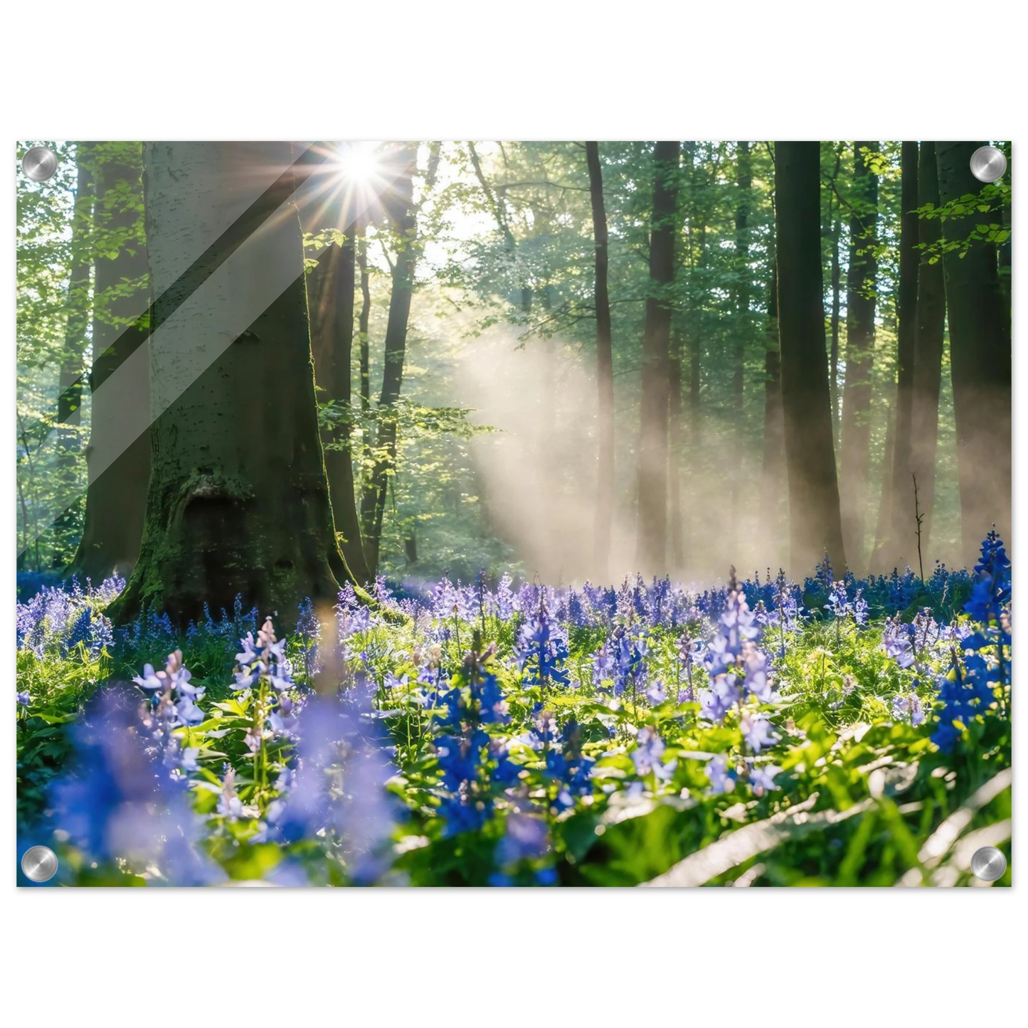 Wandbild mystische waldlichtung mit blauen glockenblumen sonnenverwoehntes naturbild in verschiedenen groessen