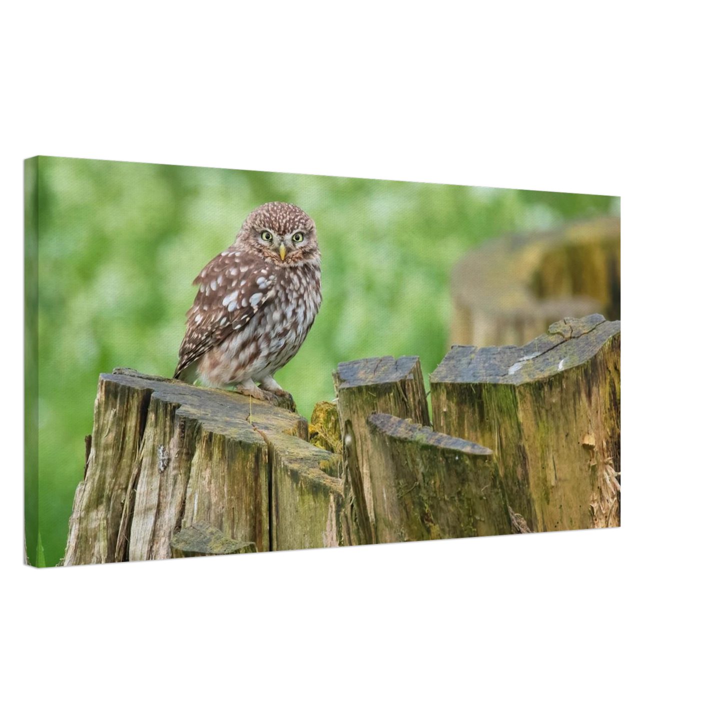 Wandbild mystische kleine eule faszinierendes kunstwerk fuer natur und tierliebhaber in vielen groessen