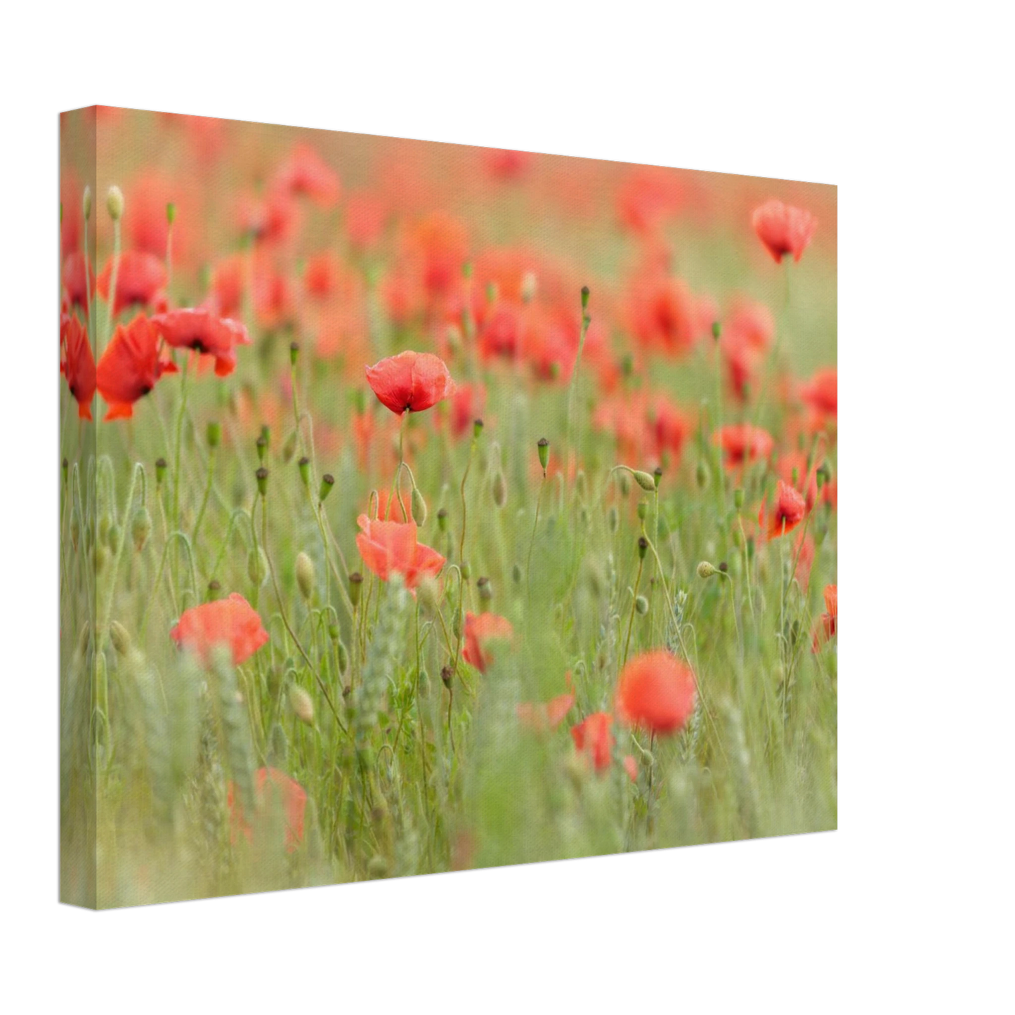 Wandbild vertraeumtes mohnblumenfeld ein stueck sommer fuer ihr zuhause in vielen groessen