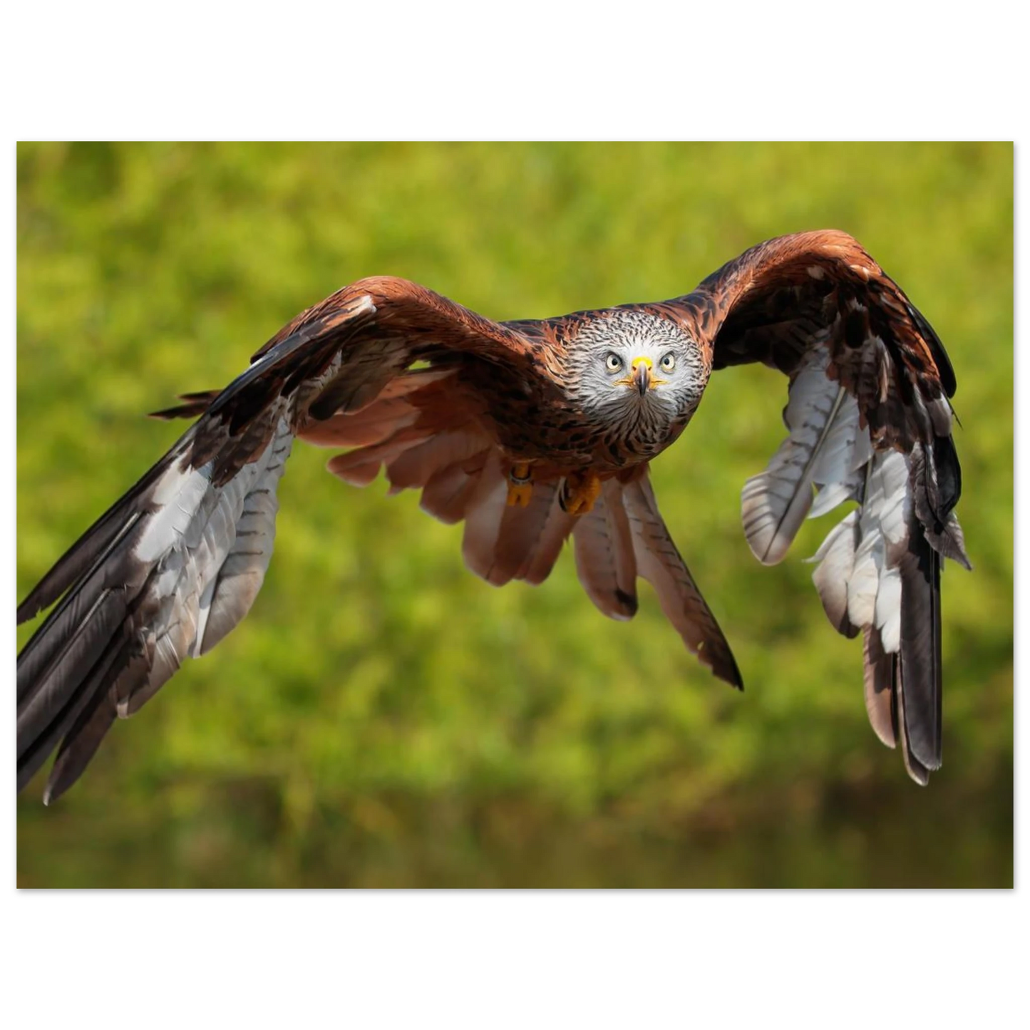Wandbild majestaetischer rotmilan im flug atemberaubende tierfotografie fuer ihr zuhause erhaeltlich in zahlreichen groessen