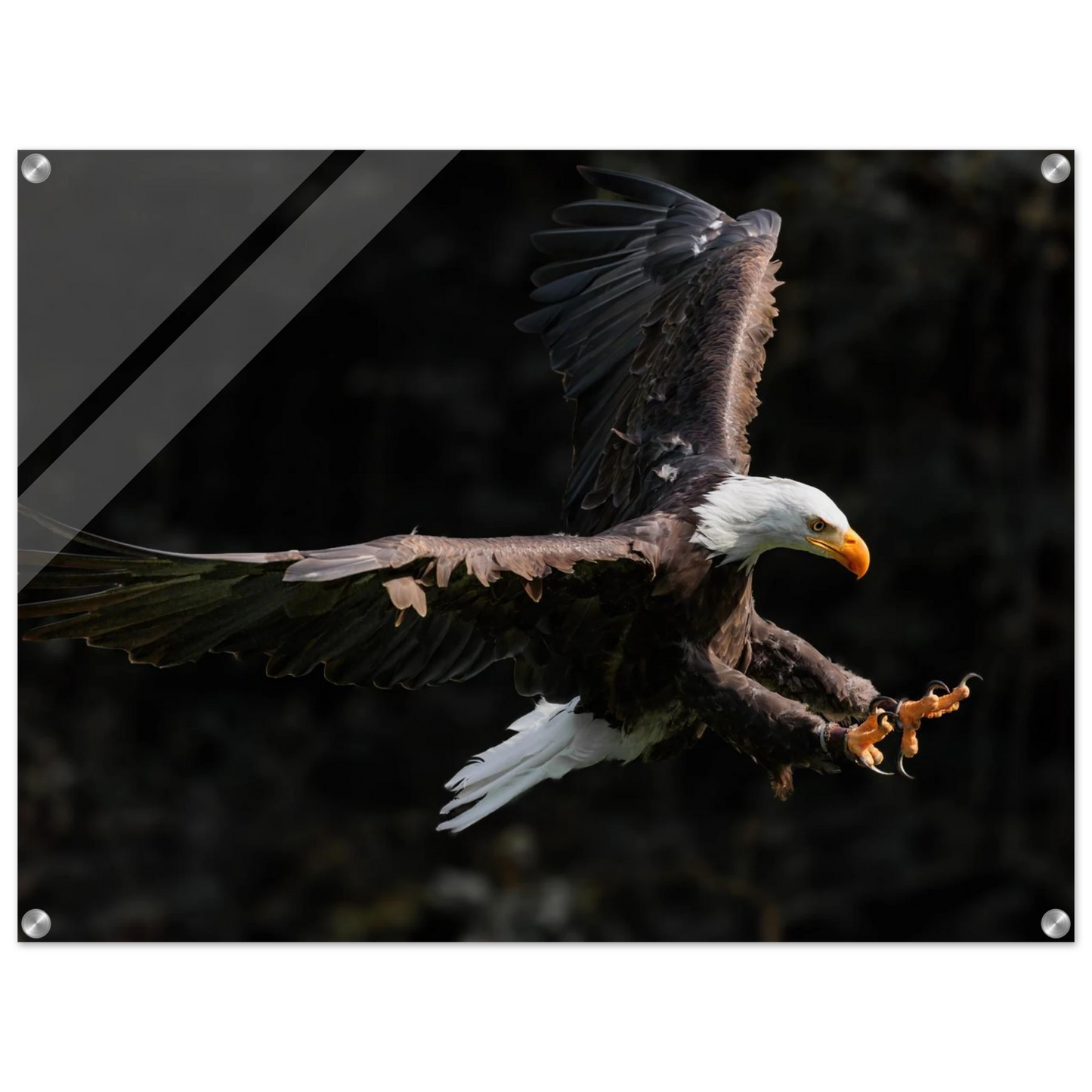 Wandbild majestaetischer weisskopfseeadler im flug freiheit staerke in ihrer wunschgroesse