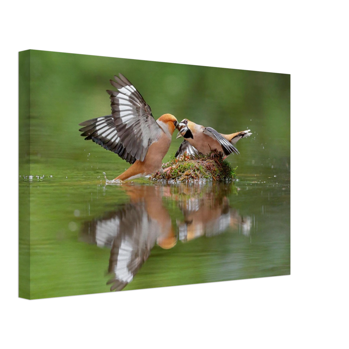 Wandbild momente der natur spektakulaerer kampf der voegel ueber dem wasser