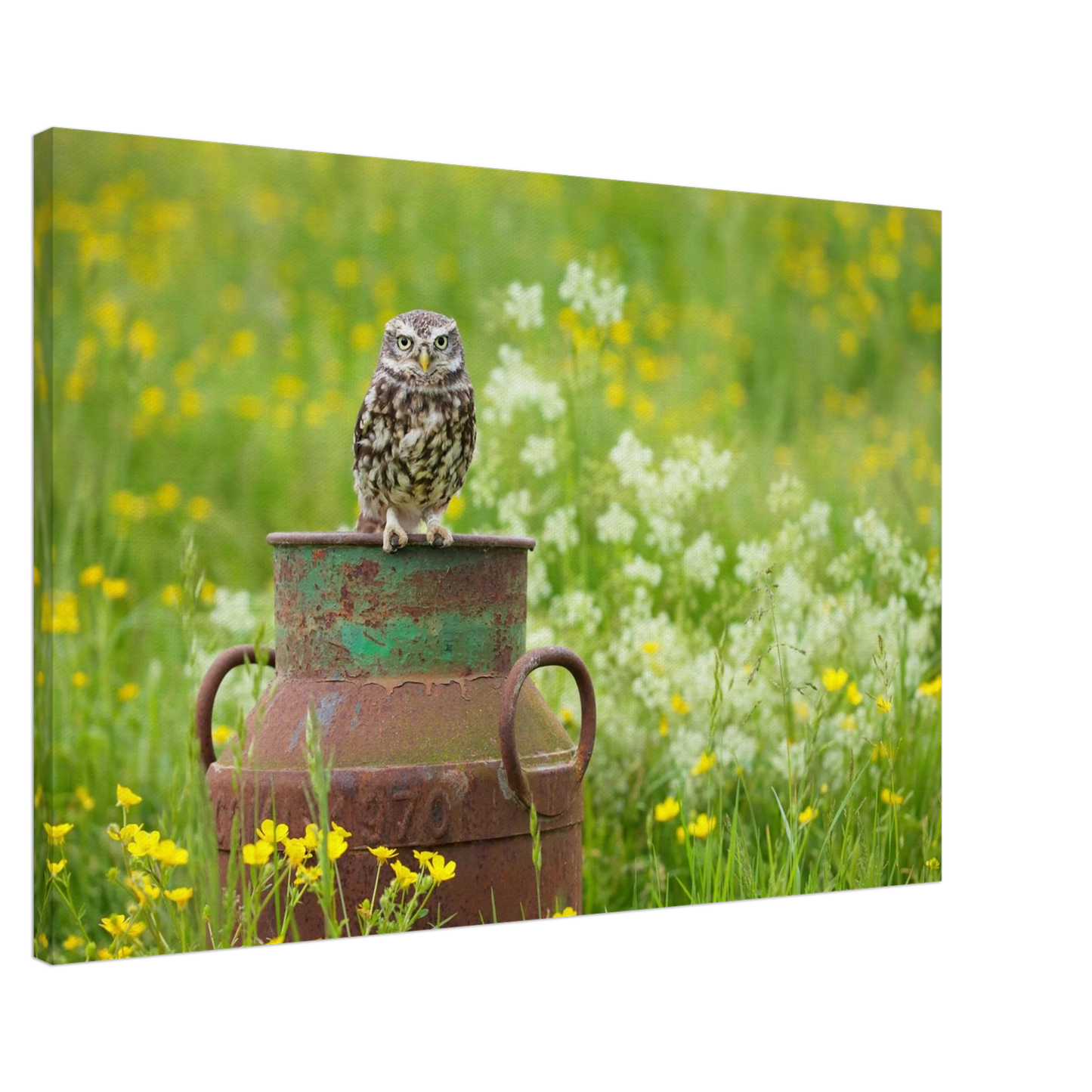 Wandbild rustikales eulen portraet ein blick in die natur auf ihrer wand in vielen groessen