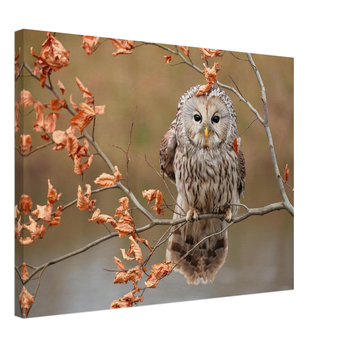 Wandbild majestaetische eule im herbstlaub einblick in die wildnis in verschiedenen groessen
