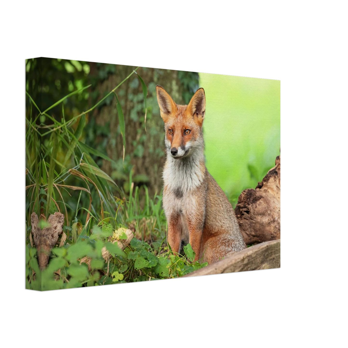 Wandbild majestaetischer rotfuchs ein augenblick der ruhe in der natur erhaeltlich in zahlreichen groessen