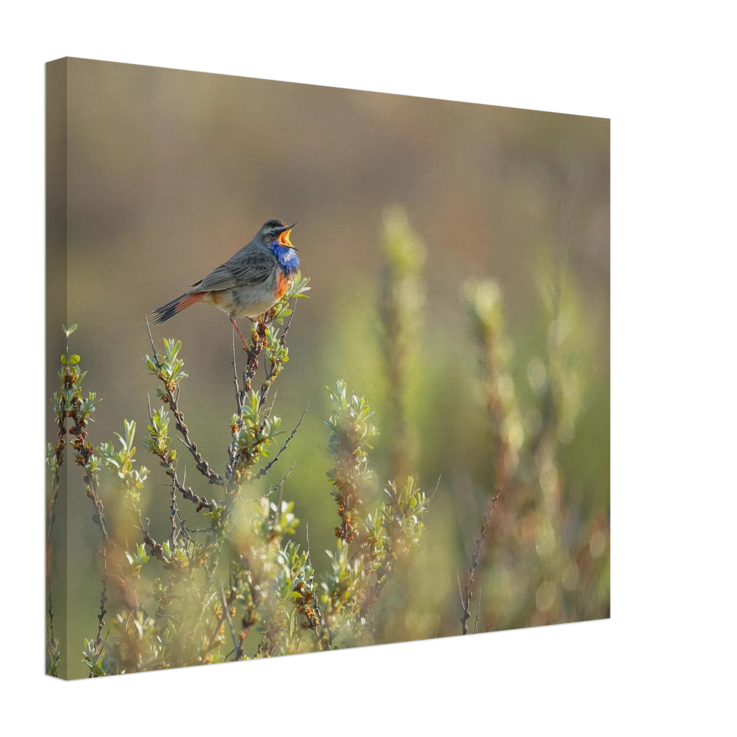 Wandbild singendes blaukehlchen lebendige naturfotografie als wandbild in verschiedenen groessen