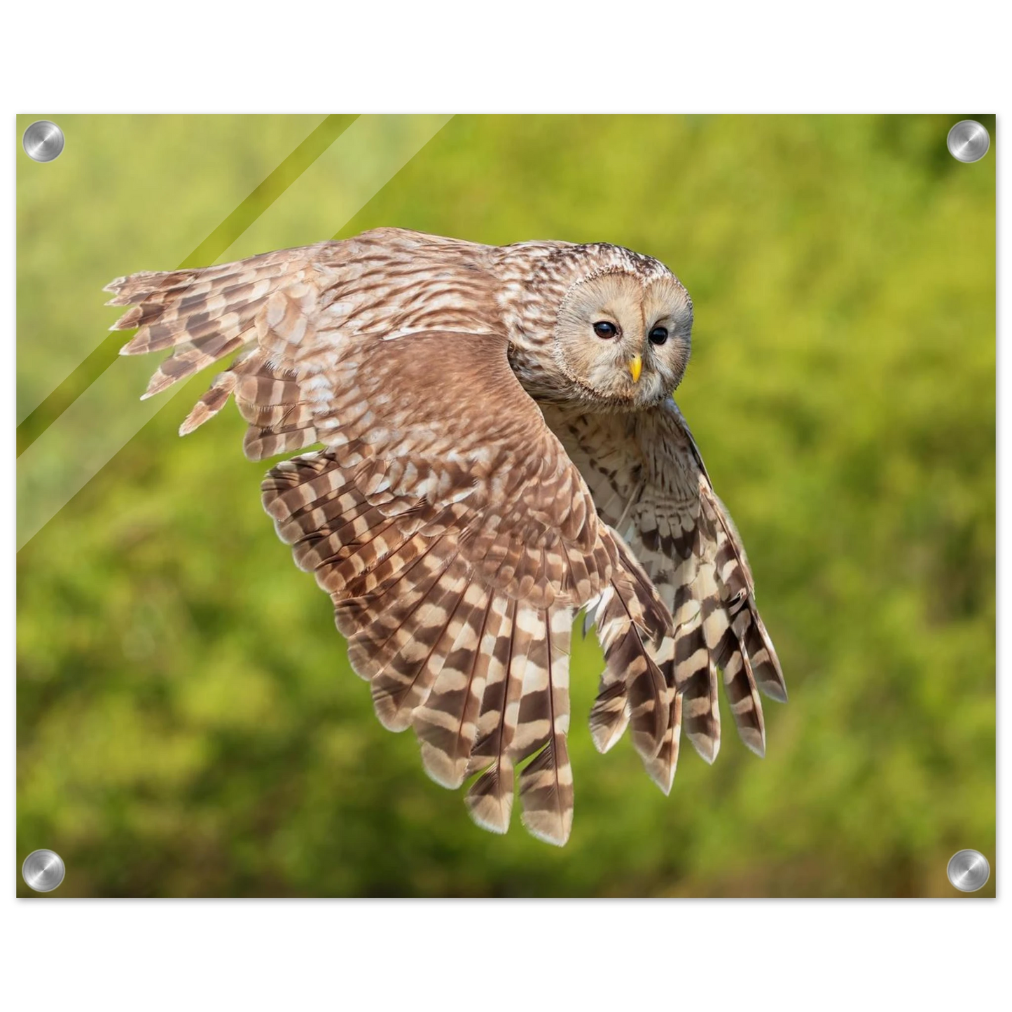 Wandbild majestaetische eule im flug naturfotografie fuer ihr zuhause