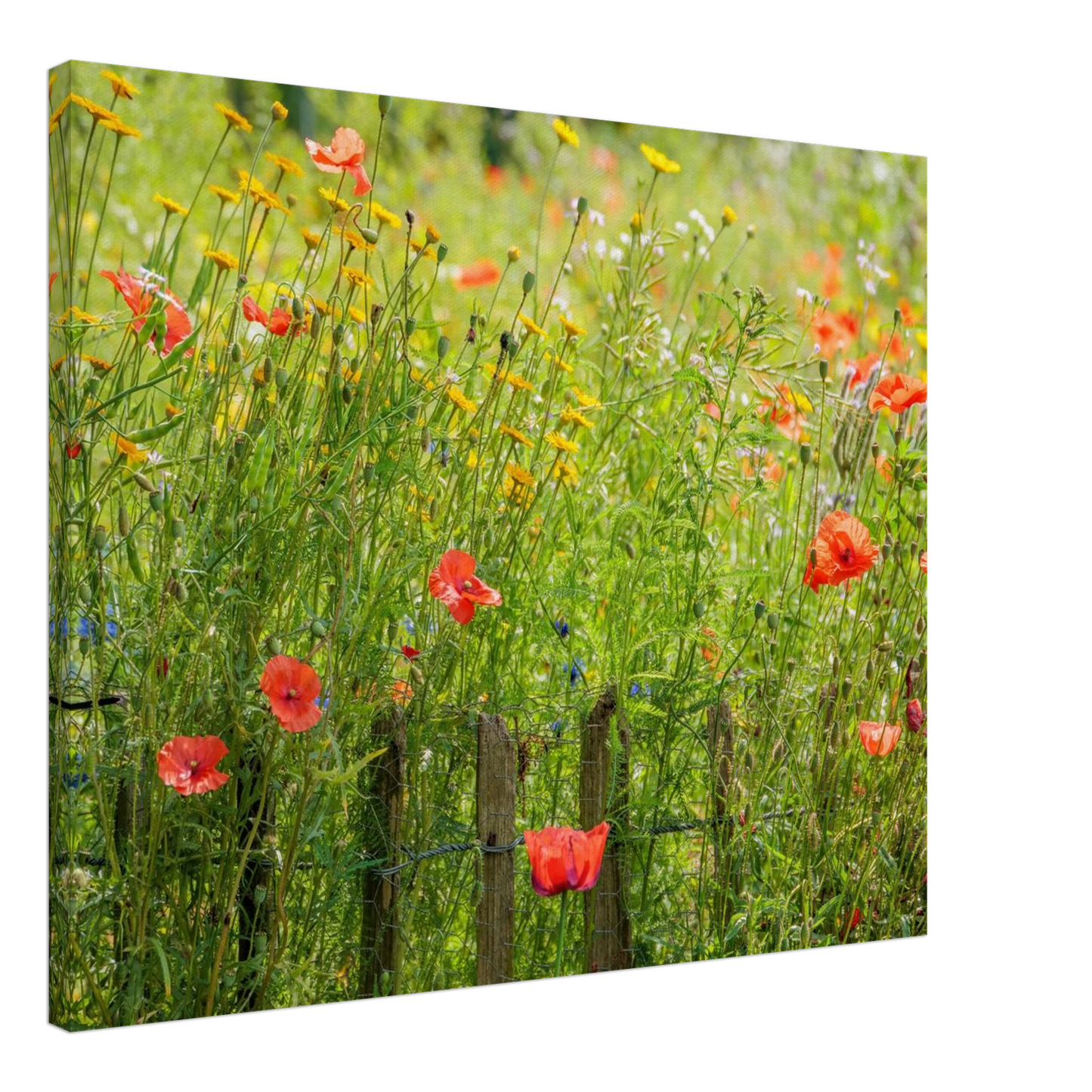 Wandbild wildblumen feld rot gelb sonnige mohnblumen wiese als kunstdruck