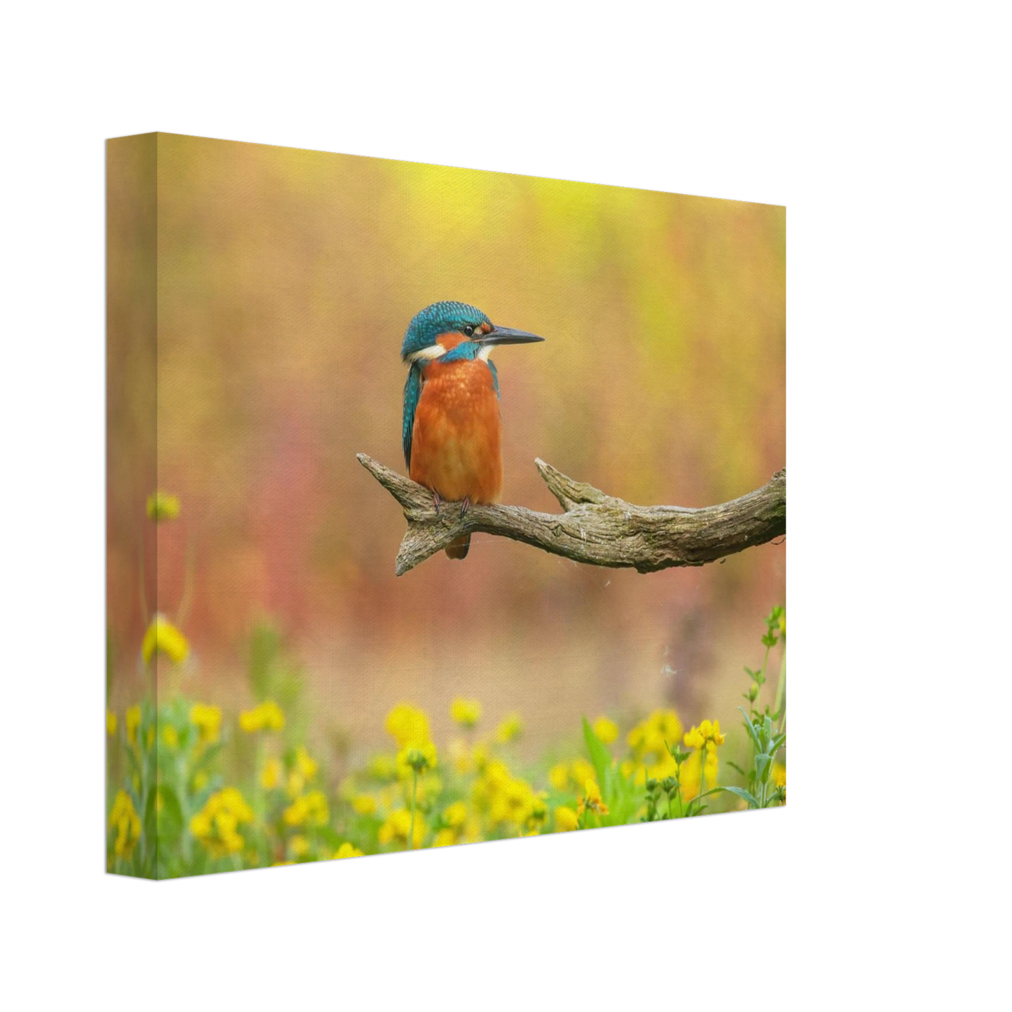 Wandbild eisvogel lebendige naturkunst fuer ihr zuhause in ihrer wunschgroesse