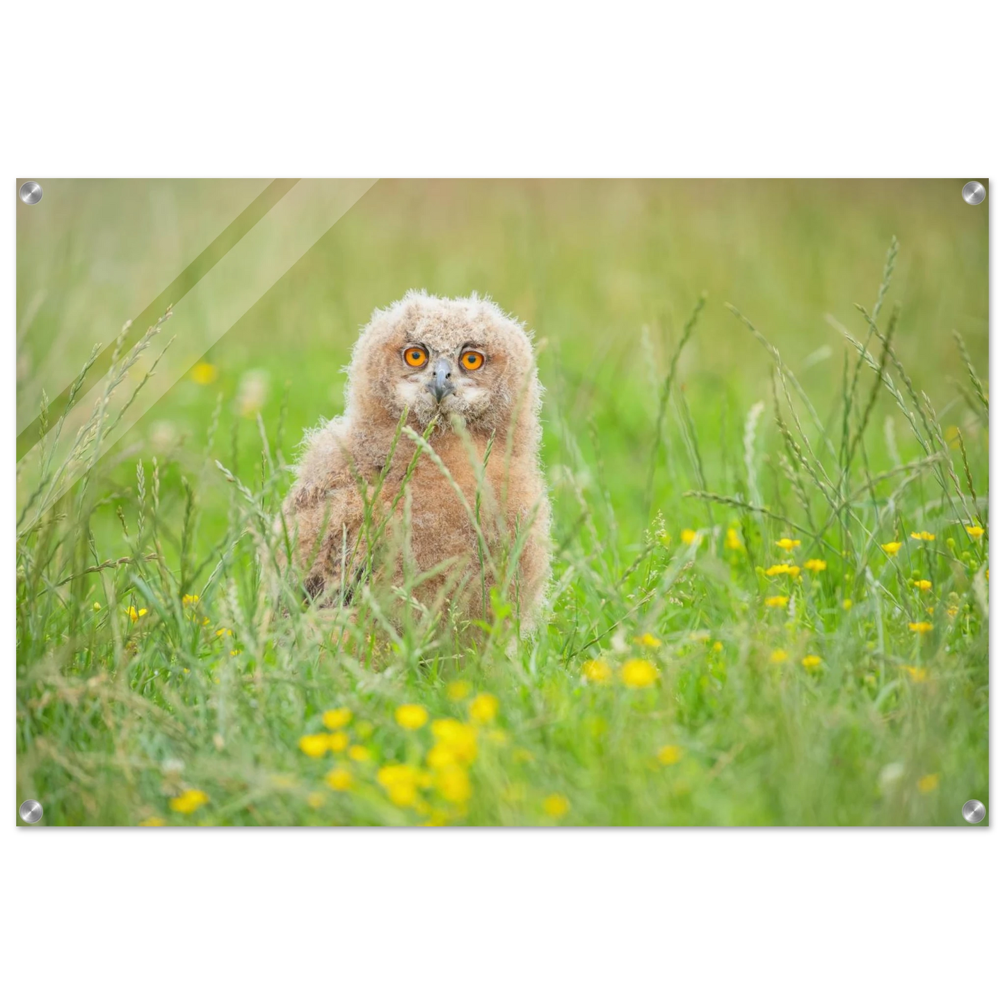 Wandbild junges eulenkueken im gras ein bezaubernder anblick fuer ihr zuhause in vielen groessen