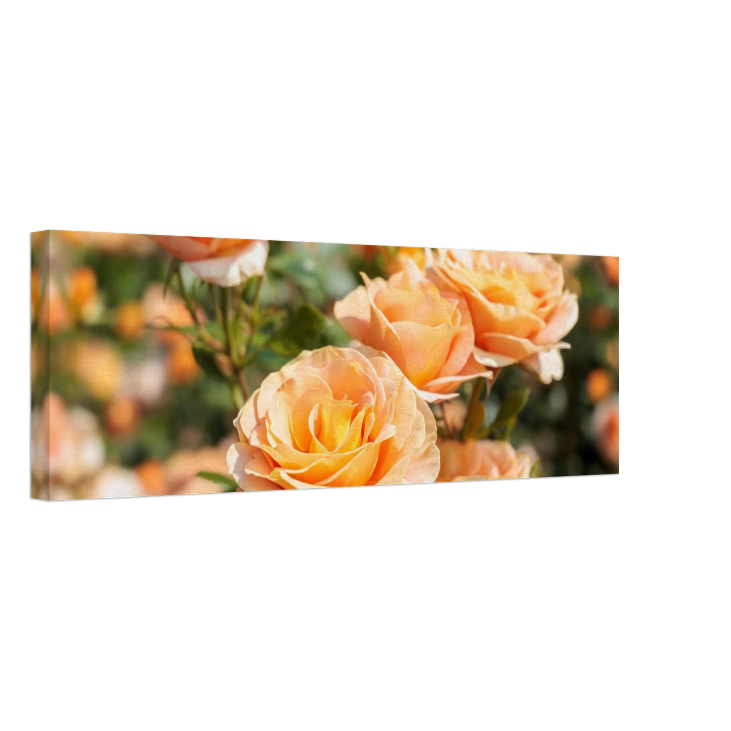 Wandbild romantische pfirsichrosen im sonnenschein botanische kunst fuer ihr zuhause in vielen groessen