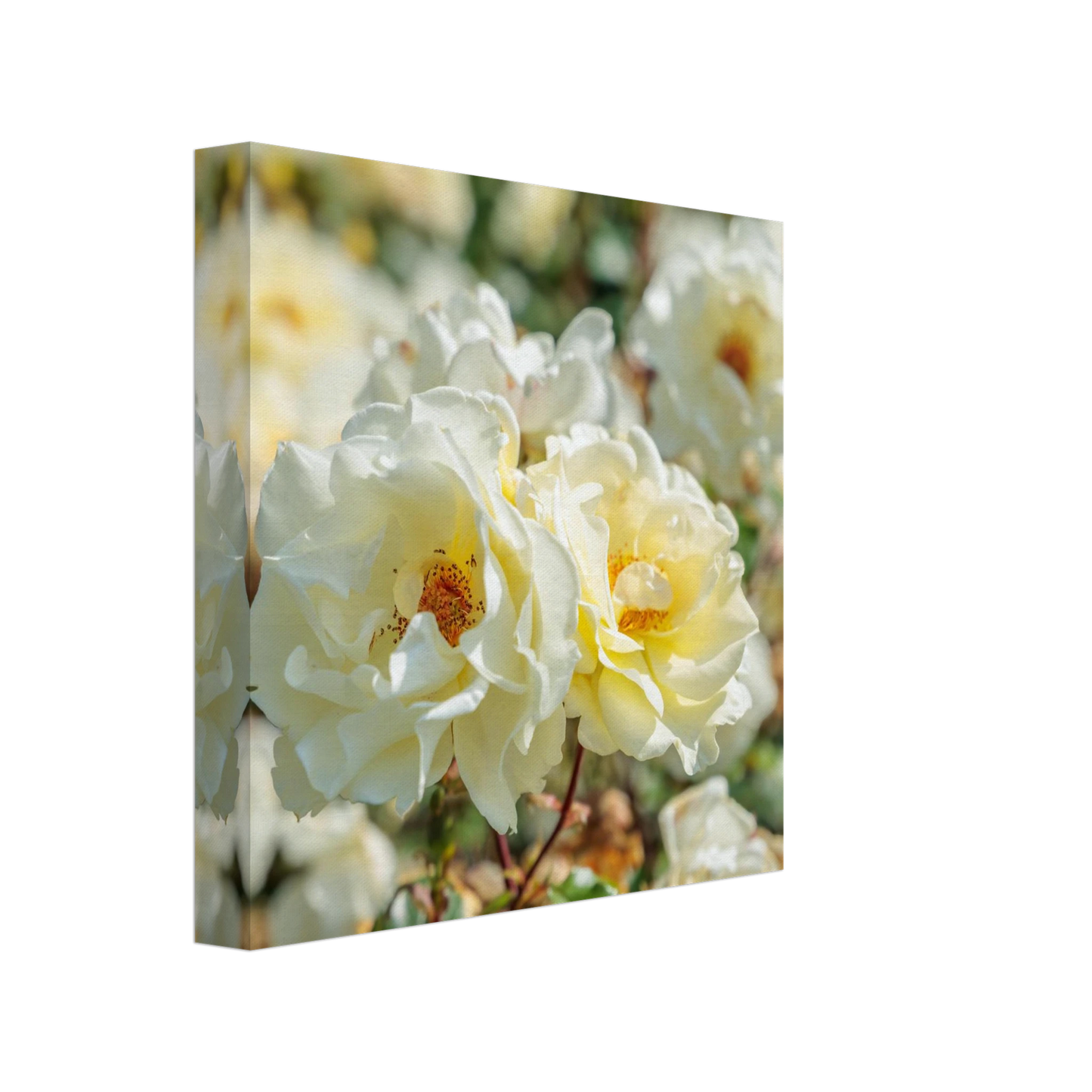Wandbild creme weisse rosen zeitlose blumen eleganz fuer ihre wand in vielen groessen verfuegbar