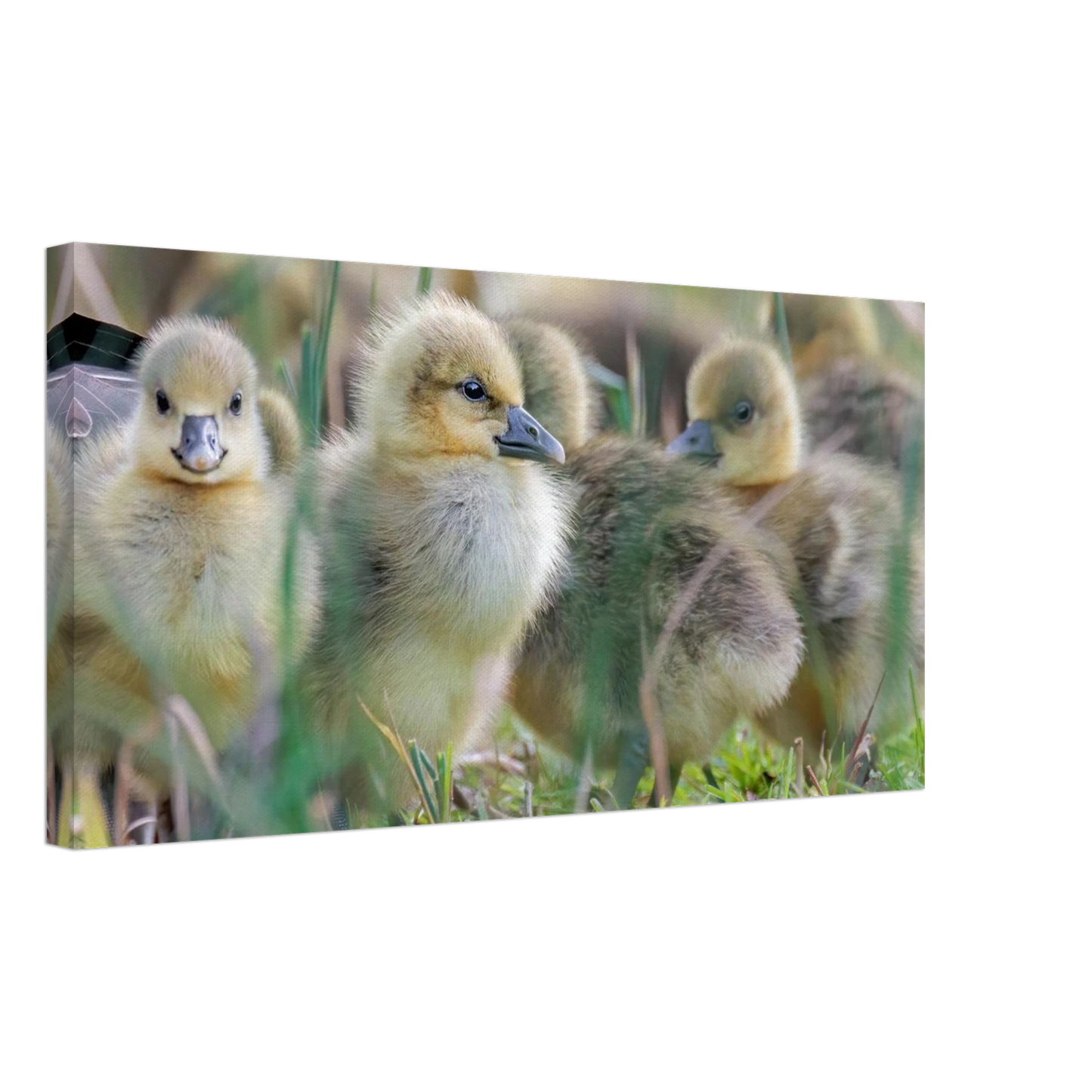 Wandbild kueken in zartgruen und gold suesse baby gans kunst in vielen groessen