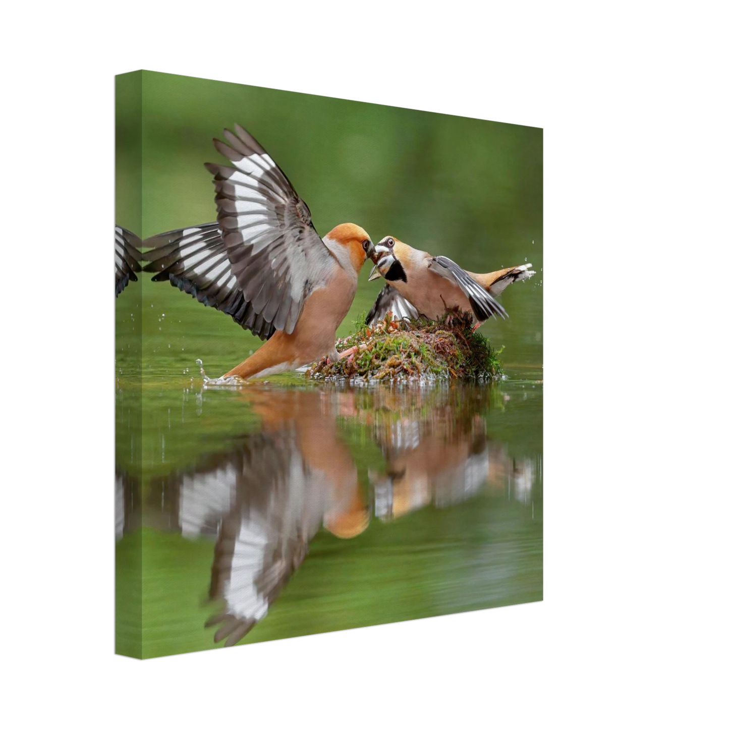 Wandbild momente der natur spektakulaerer kampf der voegel ueber dem wasser