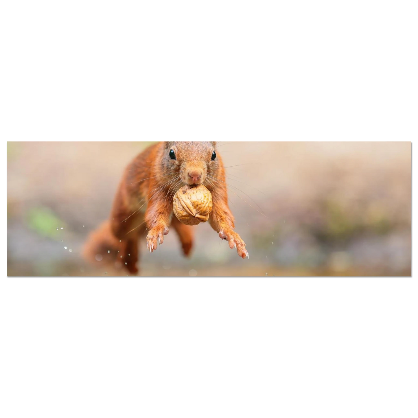 Wandbild eichhoernchens freudensprung dynamische tierkunst in leuchtenden farben
