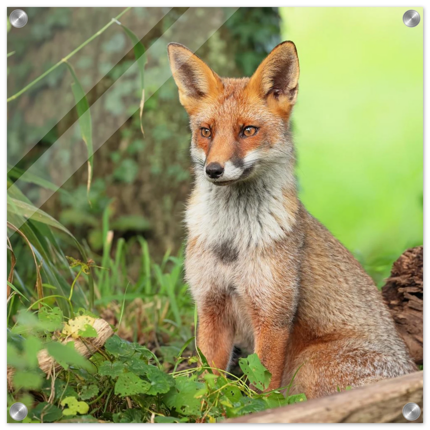 Wandbild majestaetischer rotfuchs ein augenblick der ruhe in der natur erhaeltlich in zahlreichen groessen