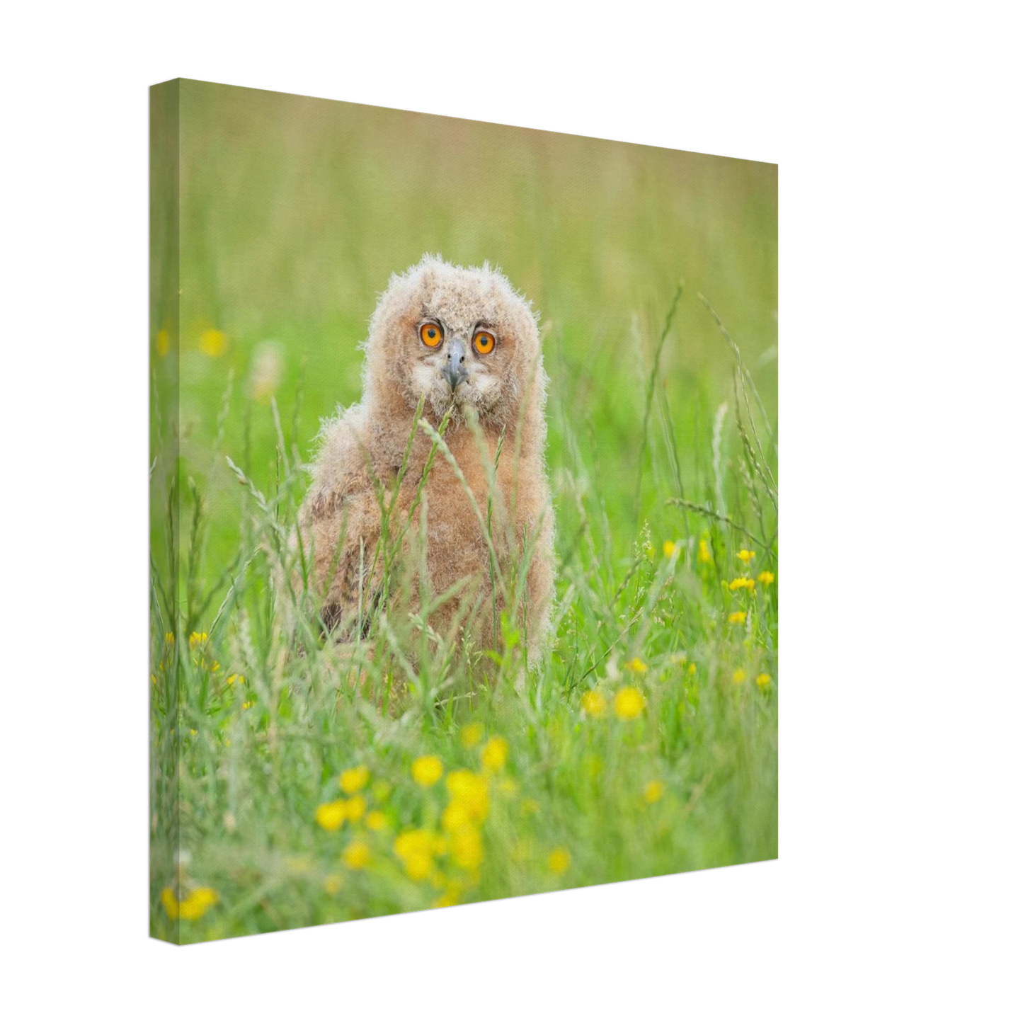 Wandbild junges eulenkueken im gras ein bezaubernder anblick fuer ihr zuhause in vielen groessen