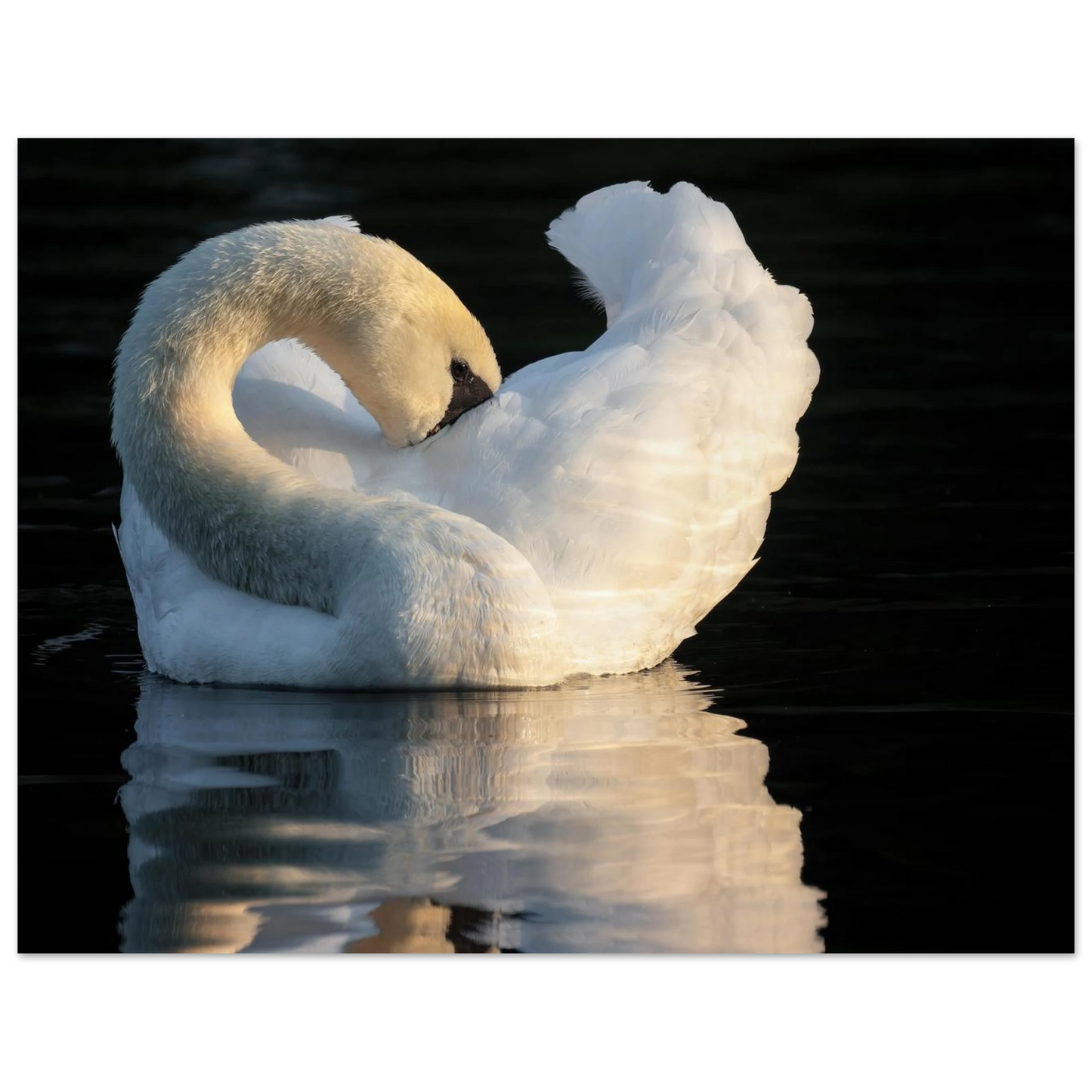 Wandbild schwan bei sonnenuntergang elegante wandkunst fuer ihr zuhause