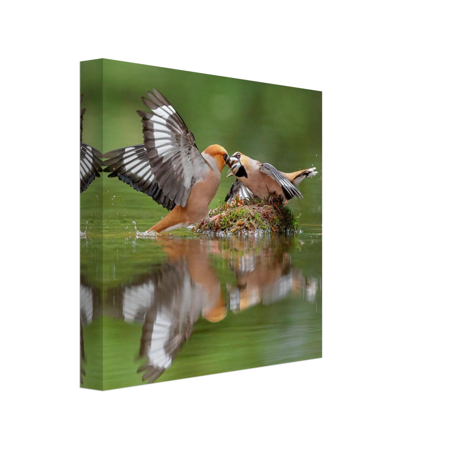 Wandbild momente der natur spektakulaerer kampf der voegel ueber dem wasser