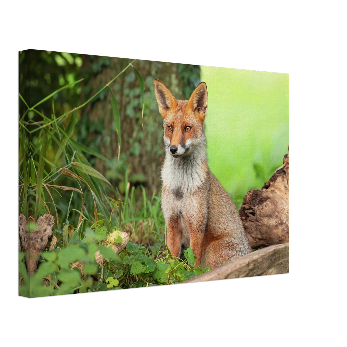 Wandbild majestaetischer rotfuchs ein augenblick der ruhe in der natur erhaeltlich in zahlreichen groessen