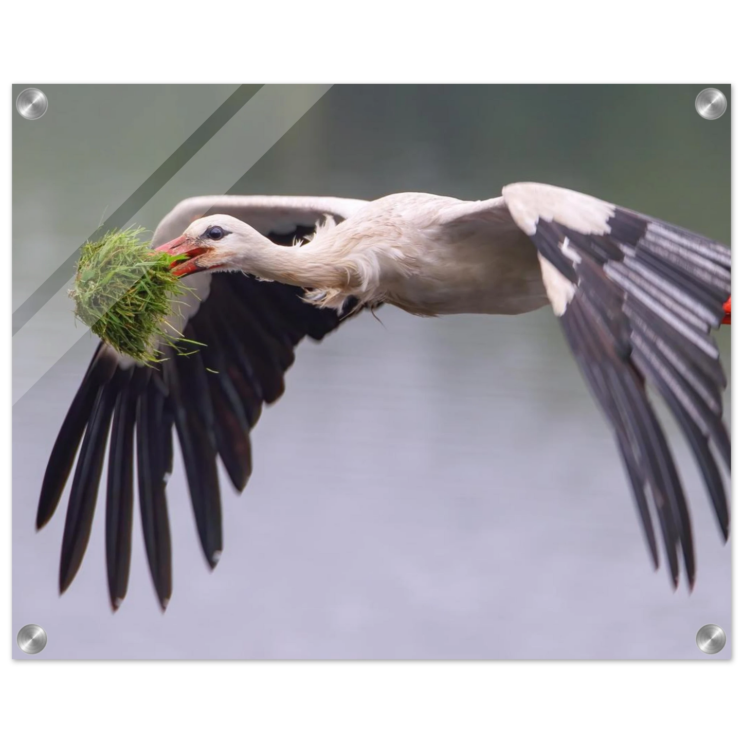 Wandbild nestbauender weissstorch im flug lebendige naturfotografie fuer ihr zuhause