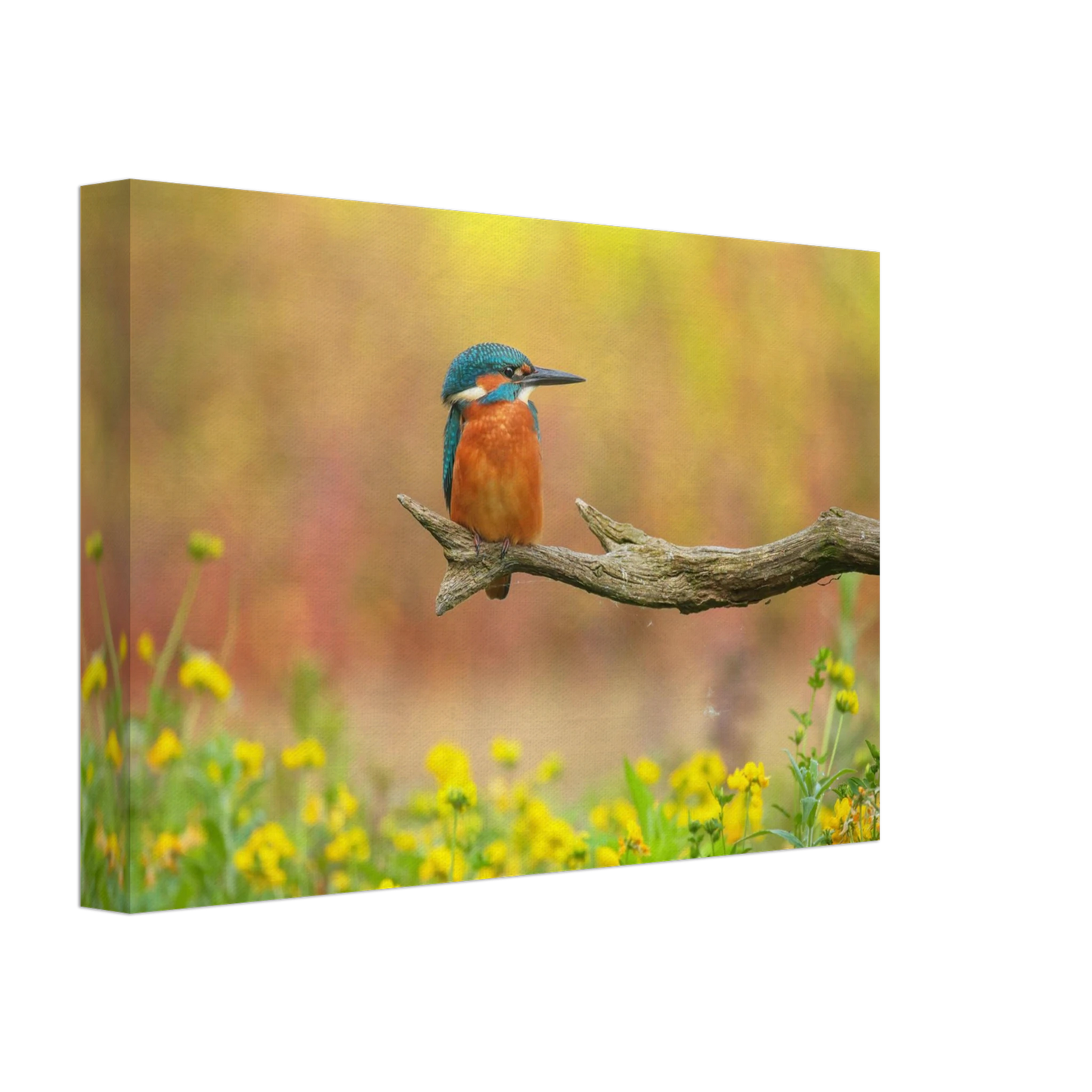 Wandbild eisvogel lebendige naturkunst fuer ihr zuhause in ihrer wunschgroesse