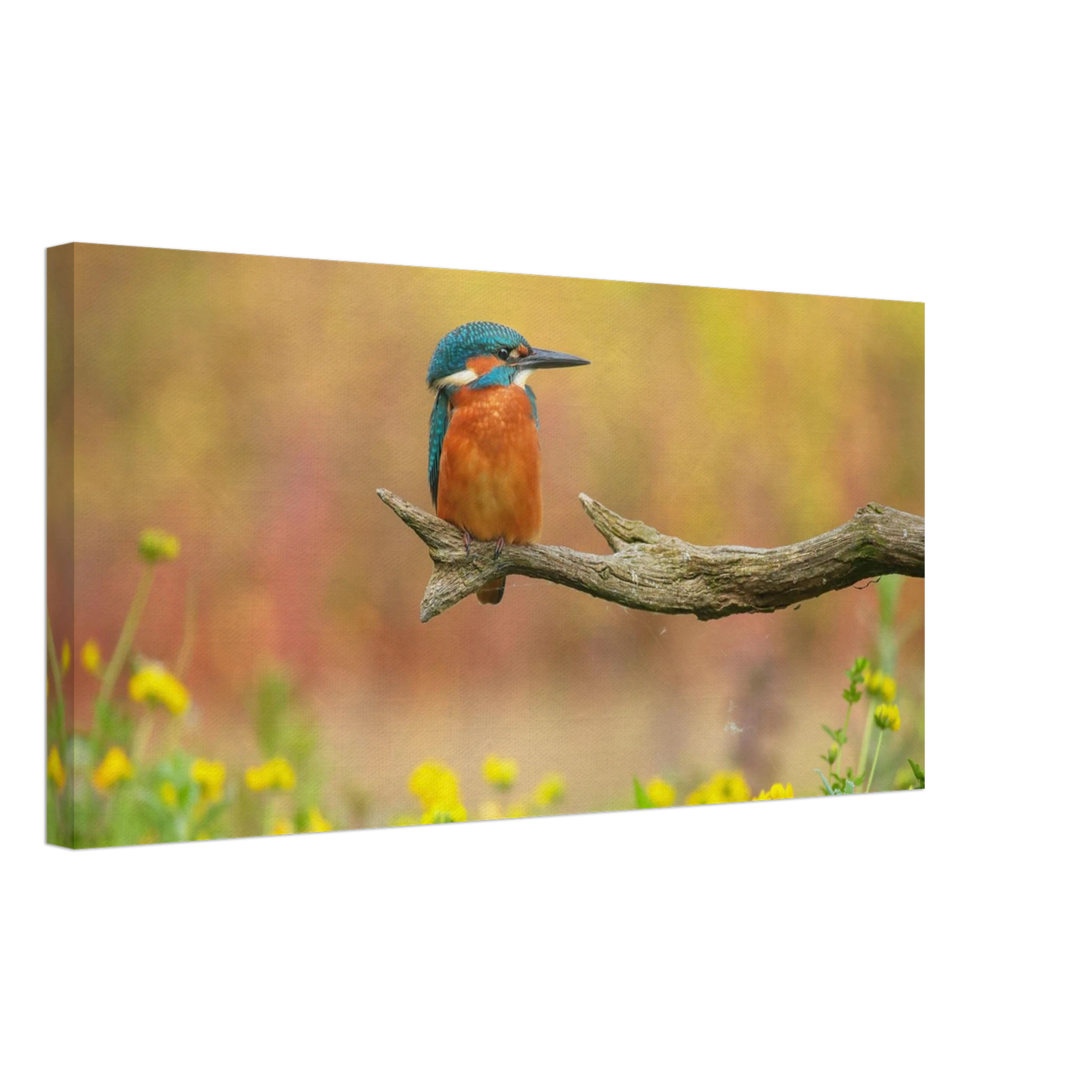 Wandbild eisvogel lebendige naturkunst fuer ihr zuhause in ihrer wunschgroesse