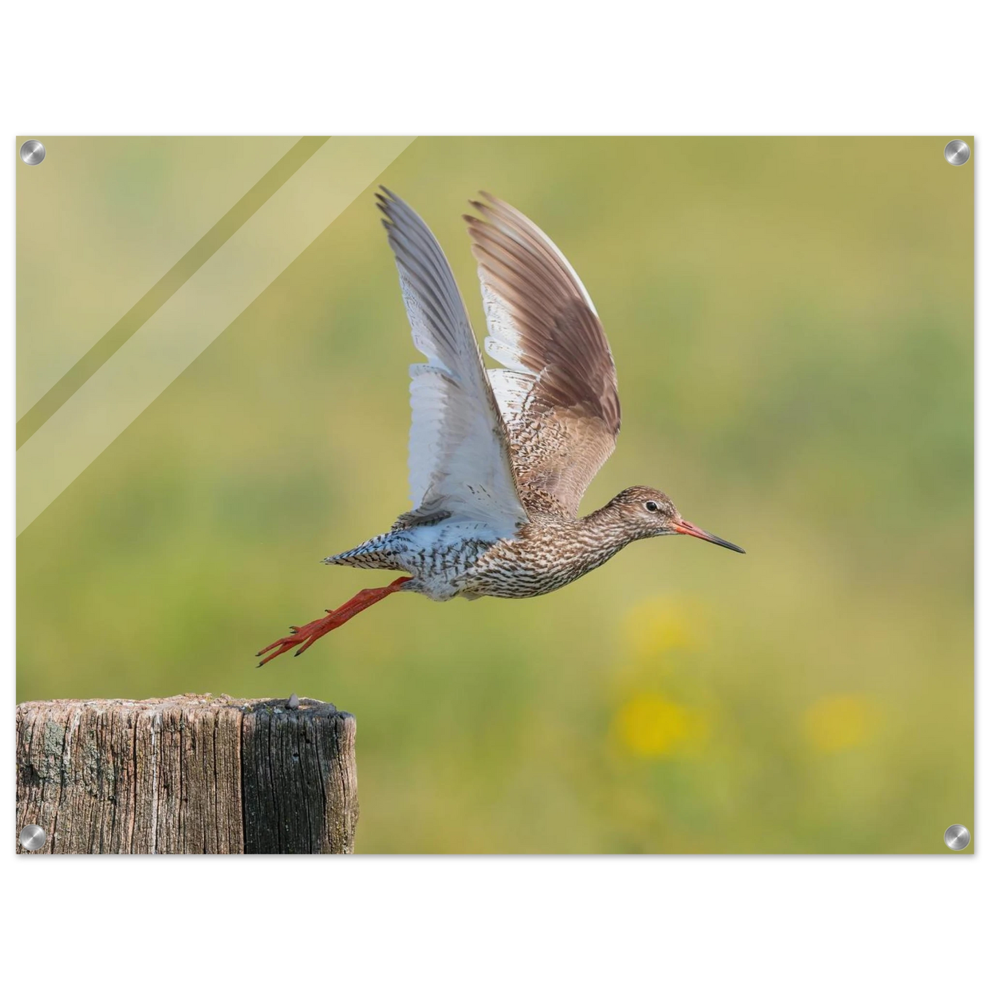 Wandbild der flug des rotschenkels dynamische tierkunst fuer ihr zuhause in vielen groessen erhaeltlich