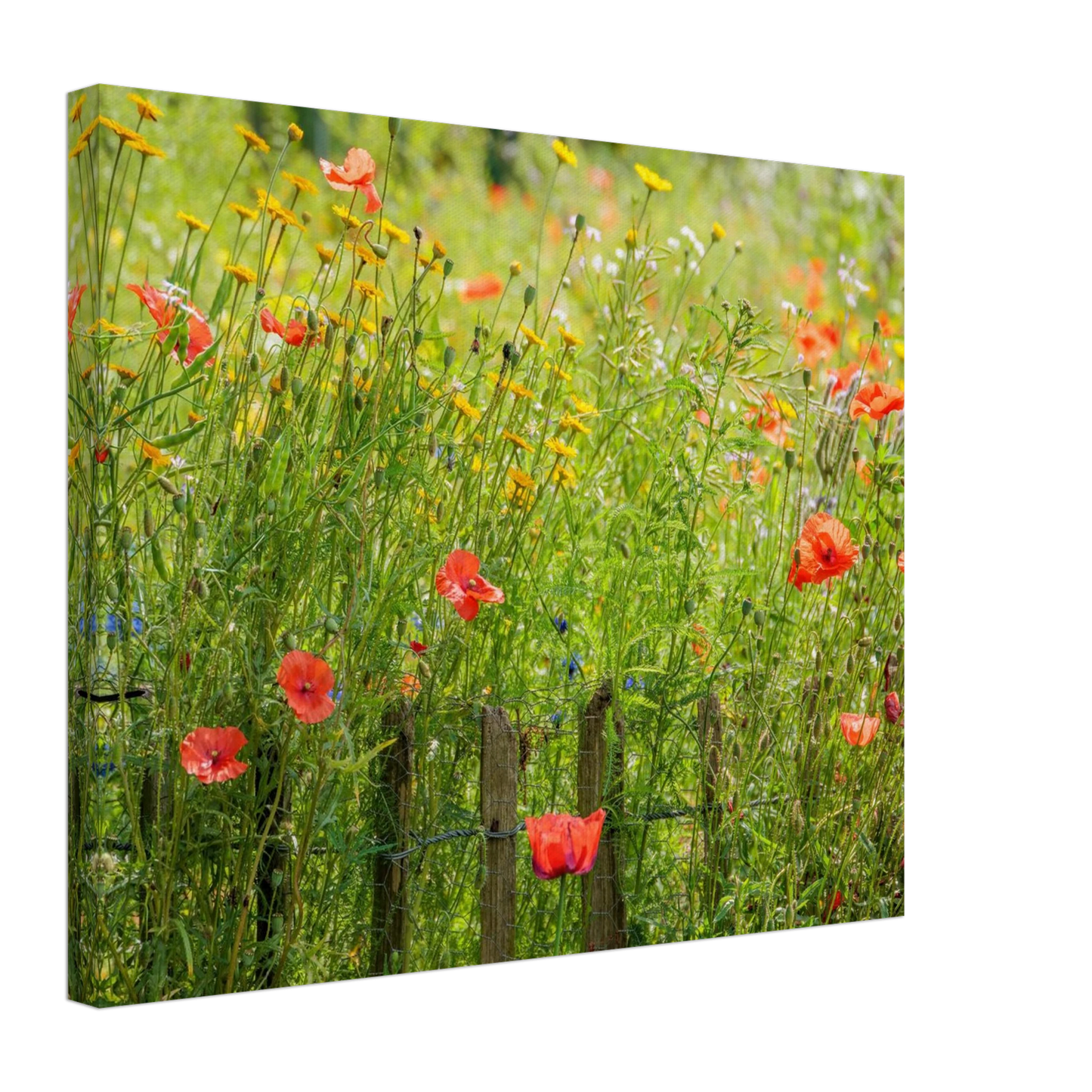 Wandbild wildblumen feld rot gelb sonnige mohnblumen wiese als kunstdruck