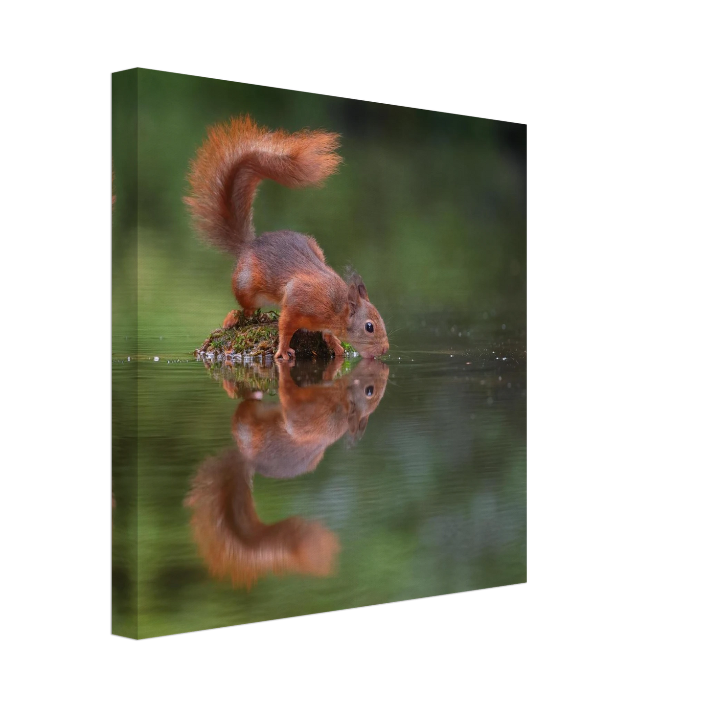 Wandbild durstiges eichhoernchen eine ruhige reflexion in der natur erhaeltlich in vielen groessen