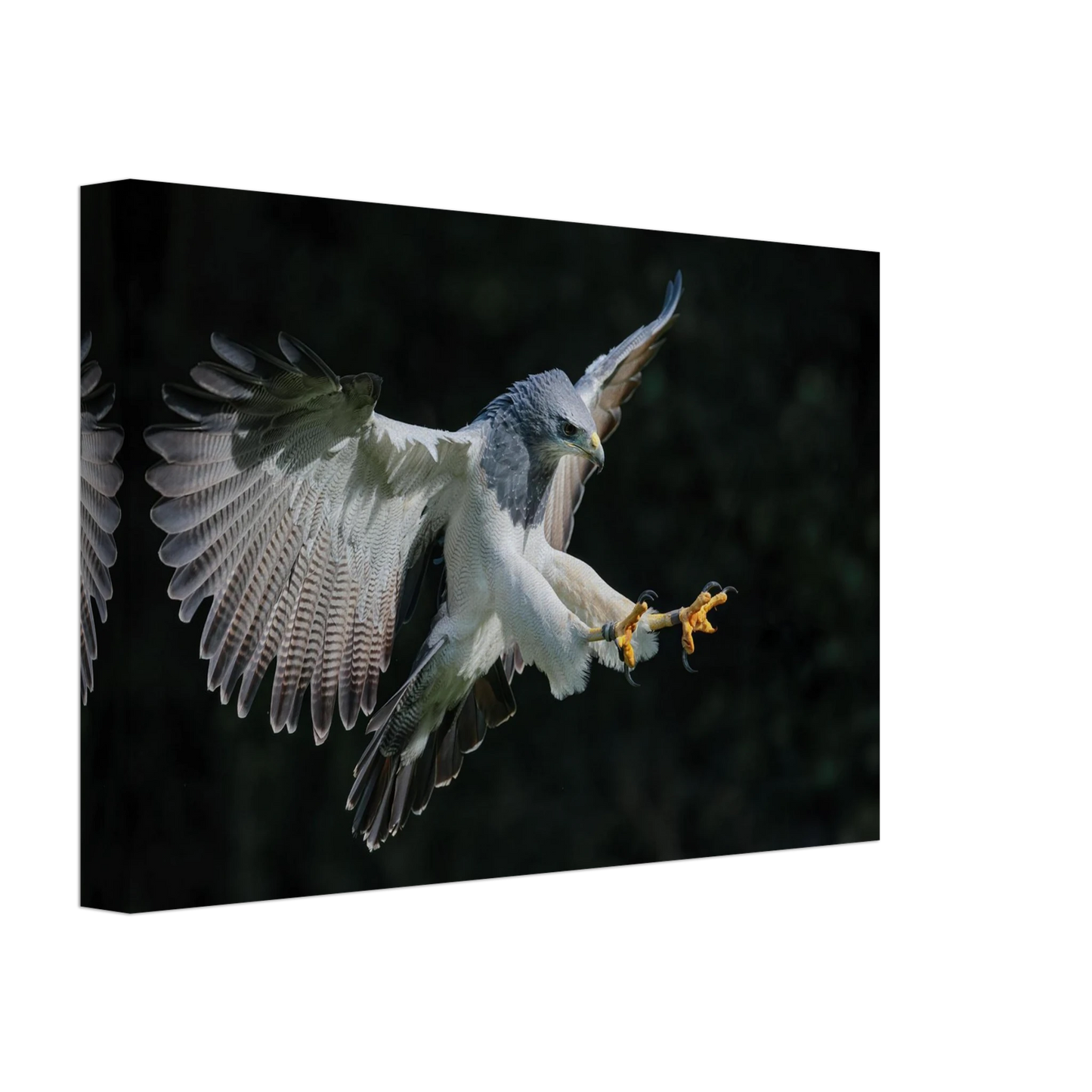 Wandbild majestaetischer schwarzbrustbussard im flug atemberaubende tierfotografie fuer ihr zuhause