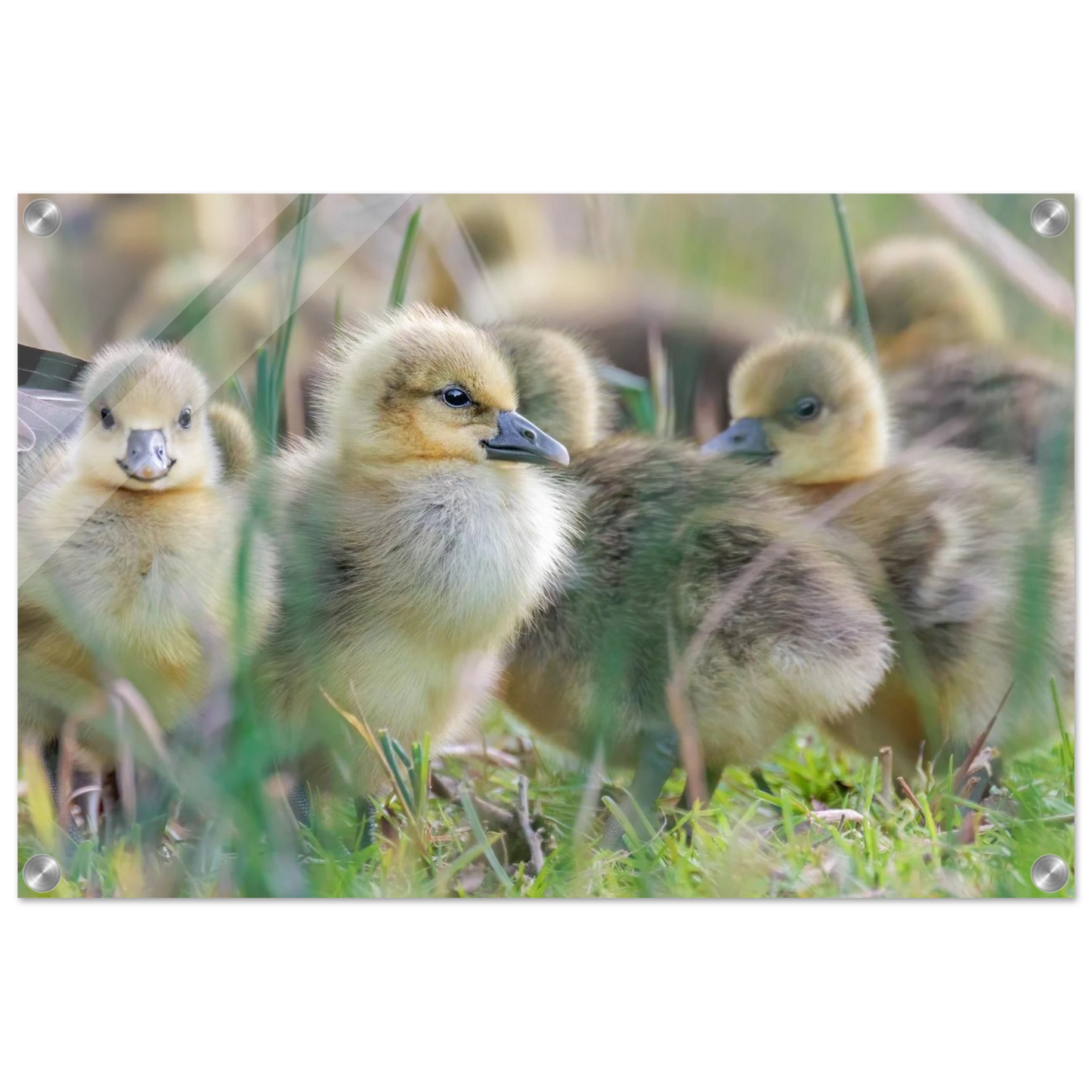 Wandbild kueken in zartgruen und gold suesse baby gans kunst in vielen groessen
