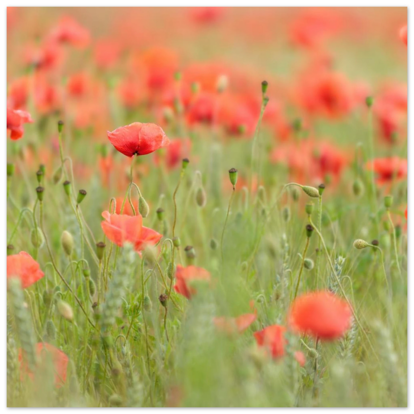 Wandbild vertraeumtes mohnblumenfeld ein stueck sommer fuer ihr zuhause in vielen groessen