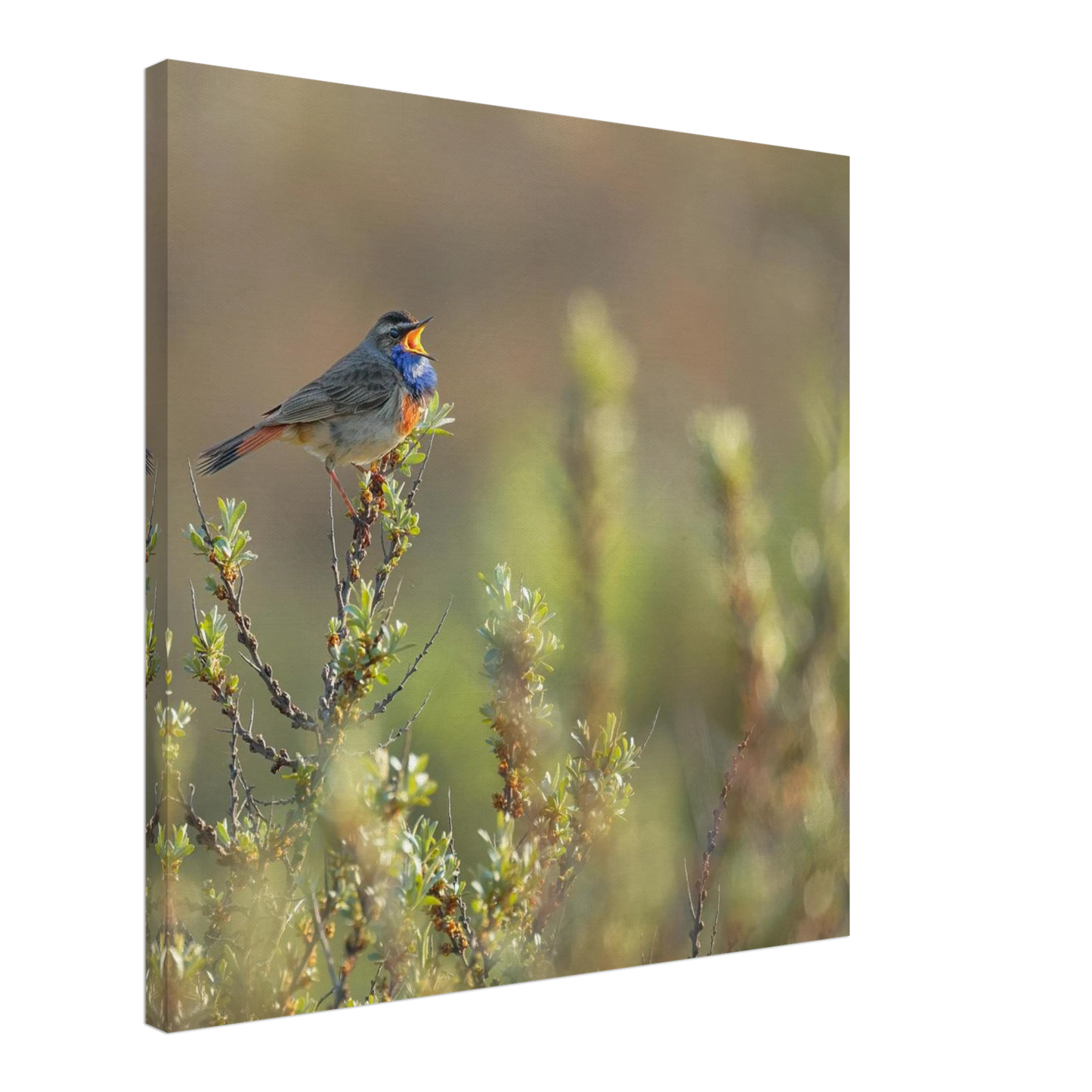 Wandbild singendes blaukehlchen lebendige naturfotografie als wandbild in verschiedenen groessen