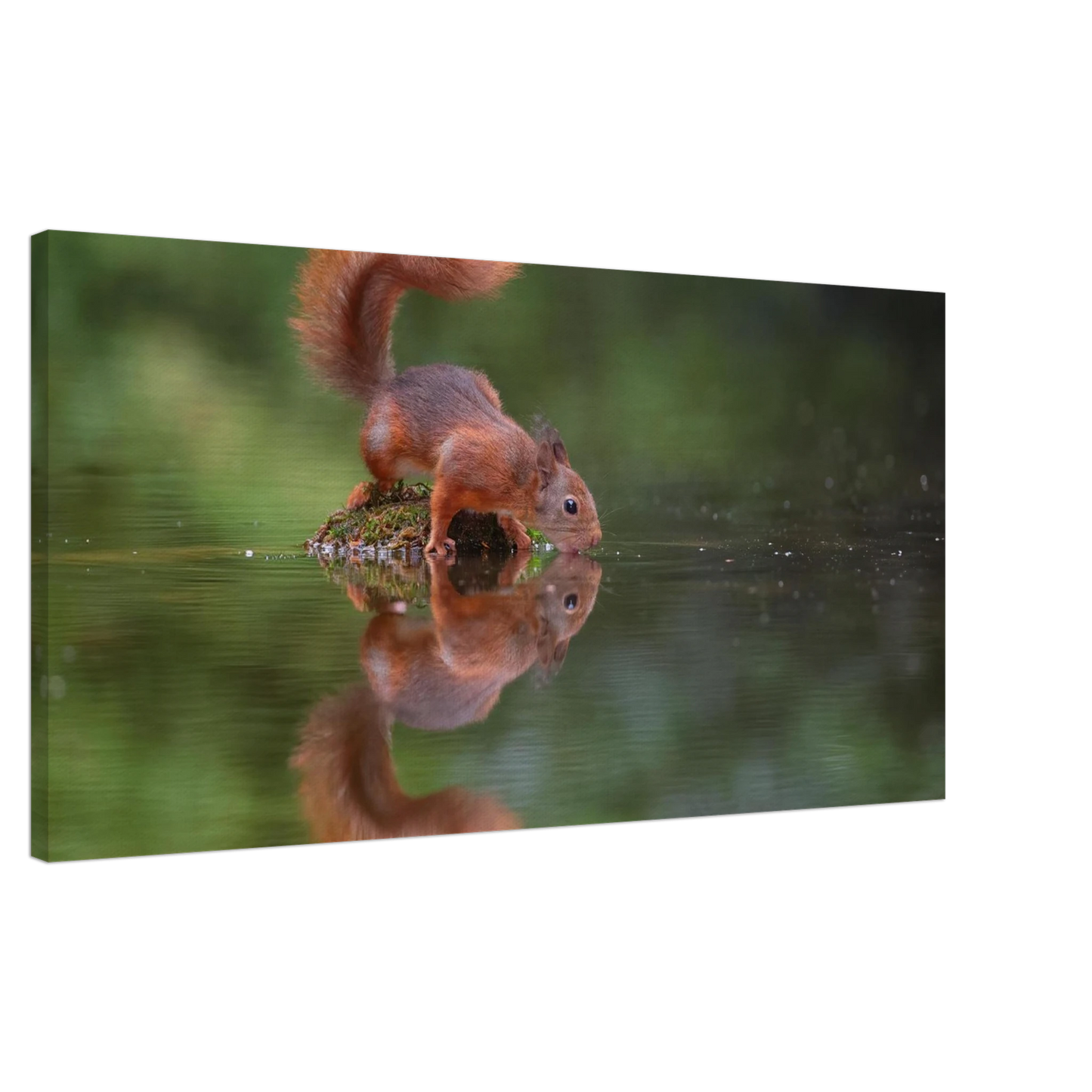Wandbild durstiges eichhoernchen eine ruhige reflexion in der natur erhaeltlich in vielen groessen