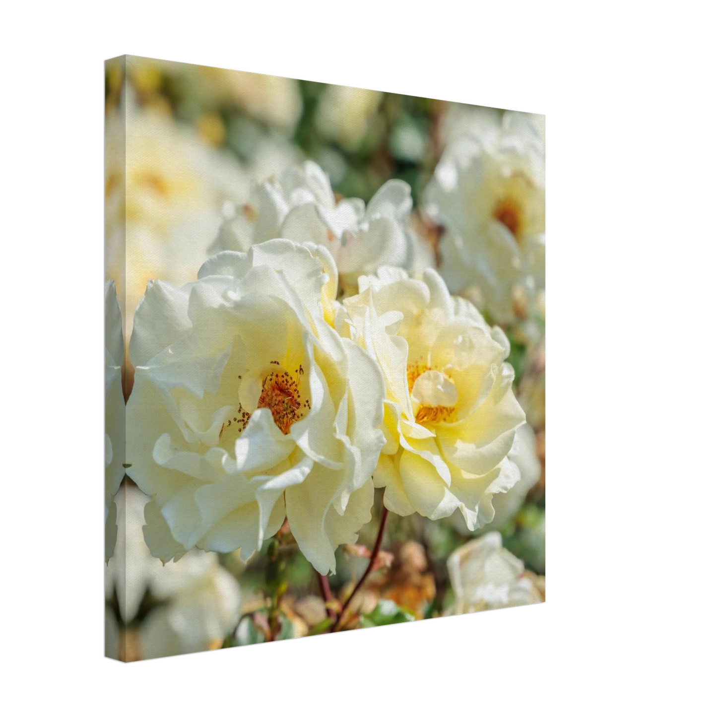 Wandbild creme weisse rosen zeitlose blumen eleganz fuer ihre wand in vielen groessen verfuegbar