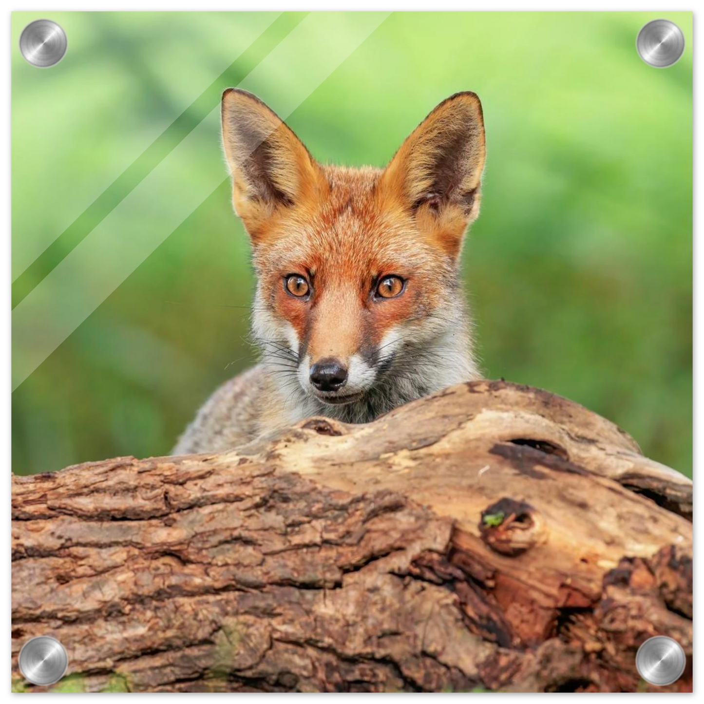 Wandbild fuchs im versteck einzigartige naturkunst fuer ihr zuhause