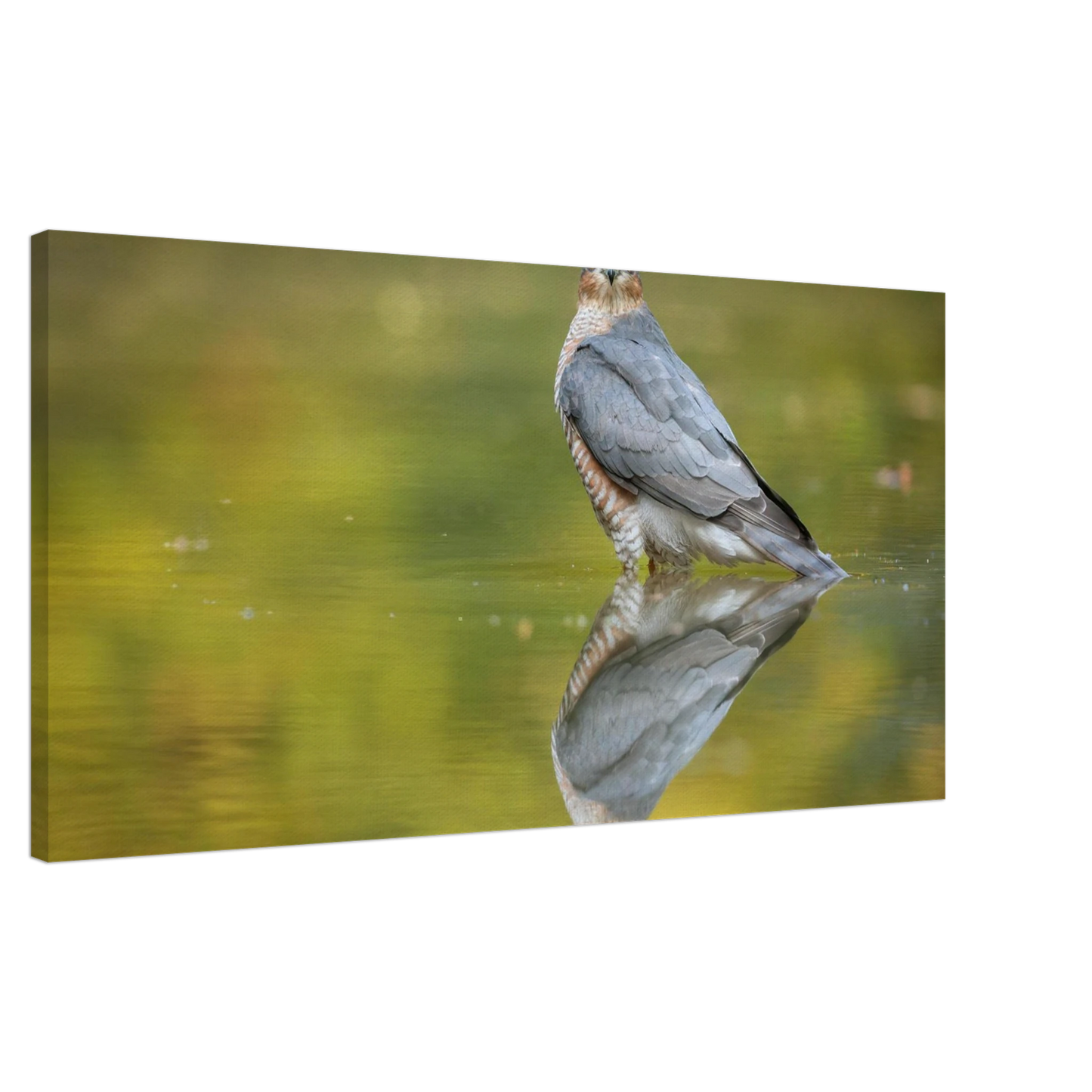 Wandbild mystischer sperber im morgengold faszinierende wildtierfotografie in ihrer wunschgroesse