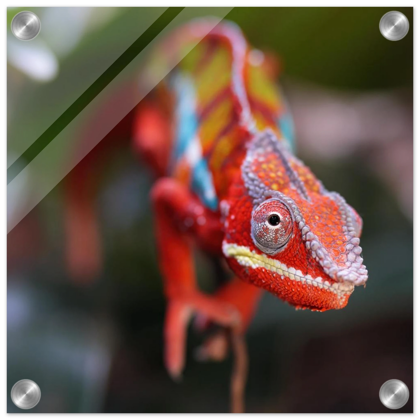 Wandbild faszinierendes chamaeleon portraet lebendige tierkunst fuer ihr zuhause in ihrer wunschgroesse