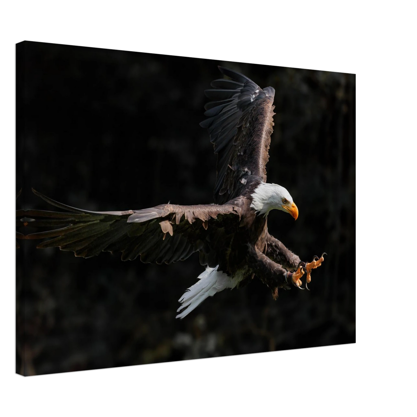 Wandbild majestaetischer weisskopfseeadler im flug freiheit staerke in ihrer wunschgroesse