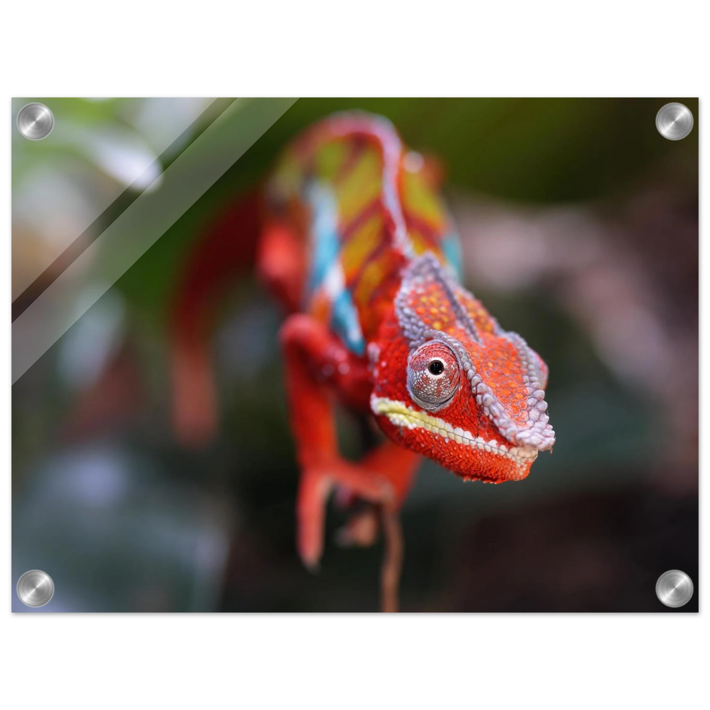 Wandbild faszinierendes chamaeleon portraet lebendige tierkunst fuer ihr zuhause in ihrer wunschgroesse