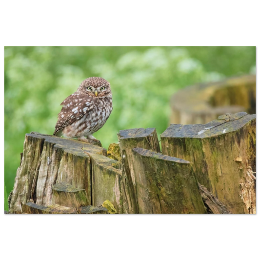 Wandbild mystische kleine eule faszinierendes kunstwerk fuer natur und tierliebhaber in vielen groessen
