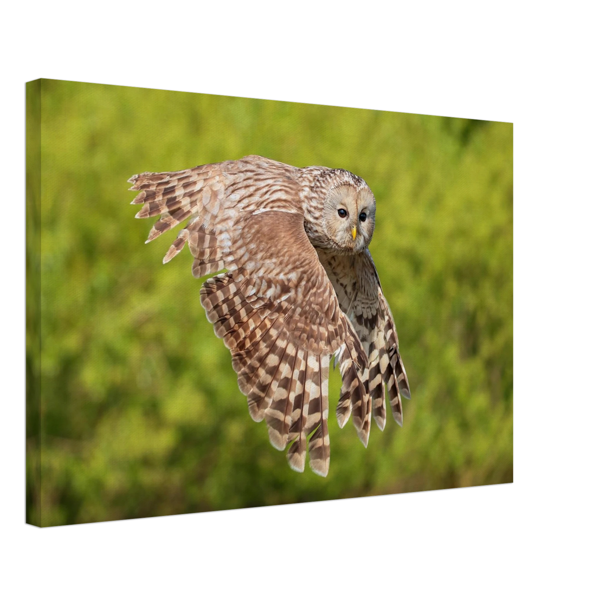 Wandbild majestaetische eule im flug naturfotografie fuer ihr zuhause