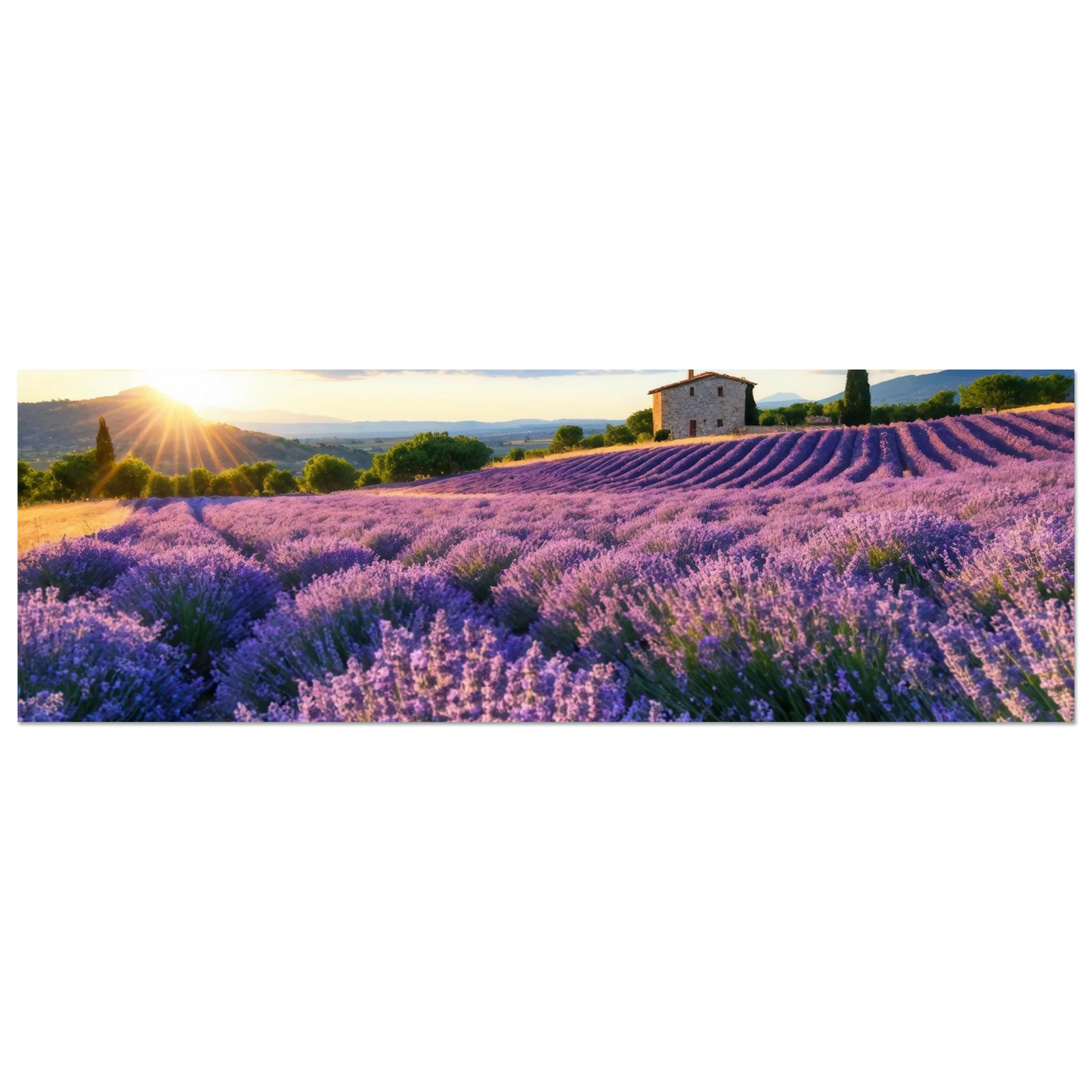Wandbild sonnenuntergang ueber lavendelfeldern idyllische provence landschaft im wunschformat