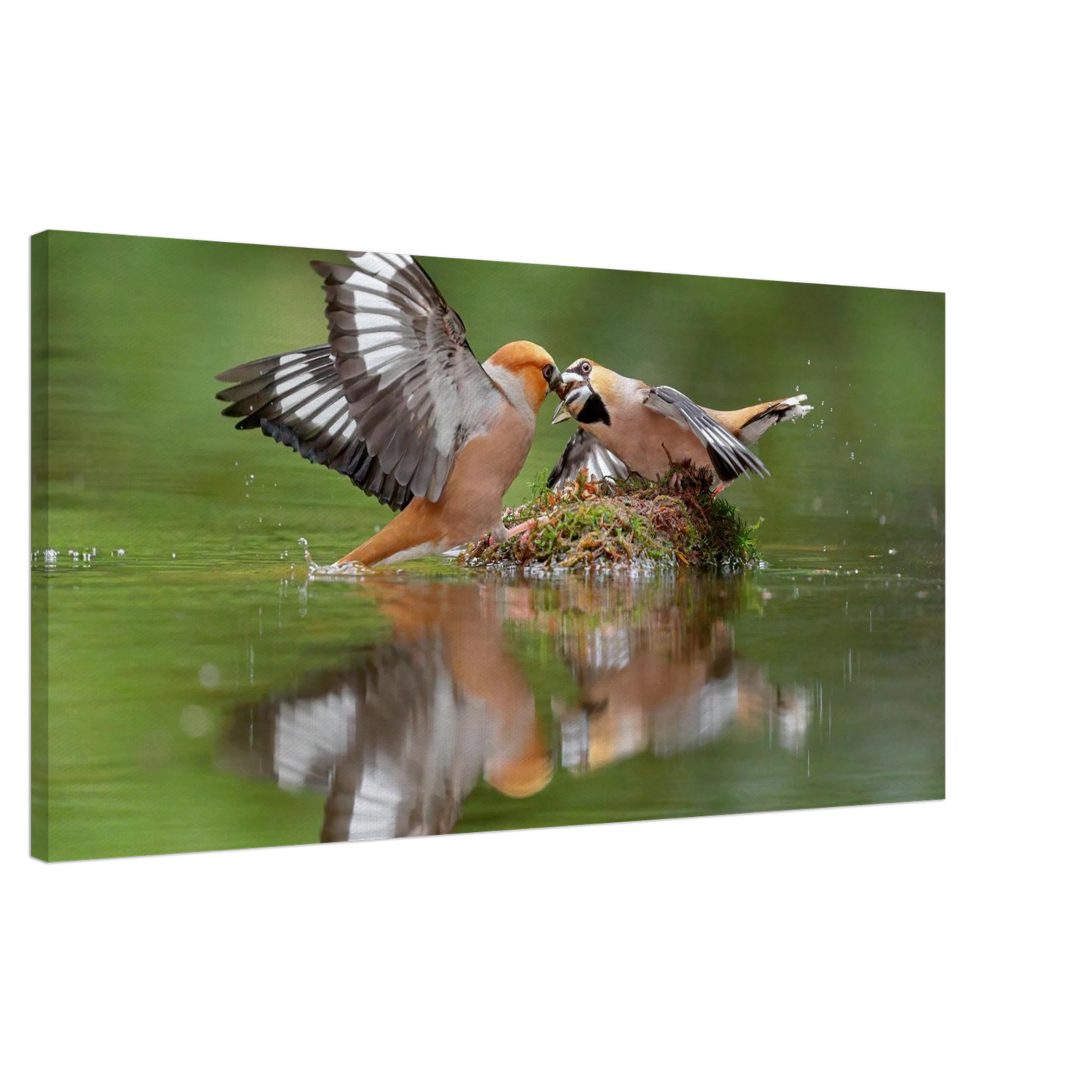 Wandbild momente der natur spektakulaerer kampf der voegel ueber dem wasser