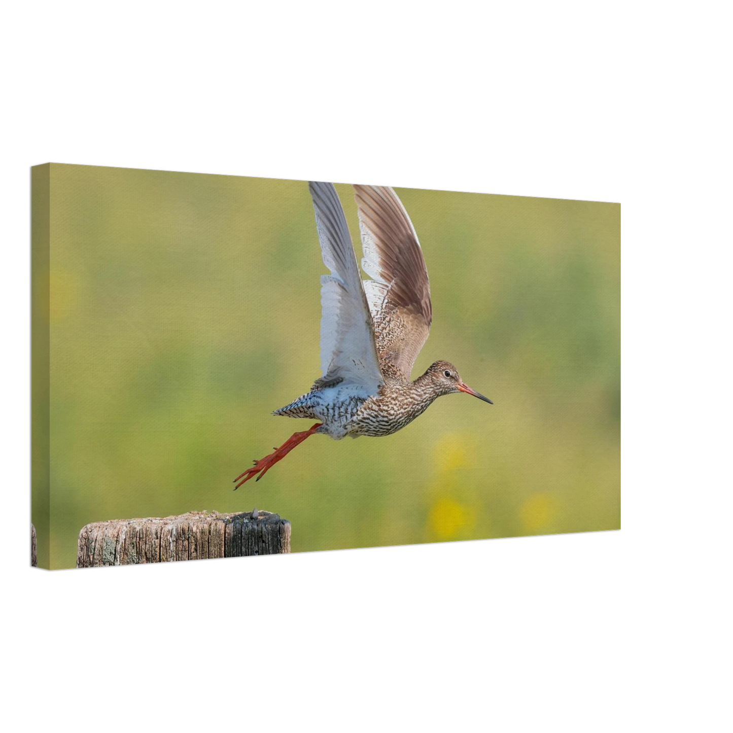 Wandbild der flug des rotschenkels dynamische tierkunst fuer ihr zuhause in vielen groessen erhaeltlich