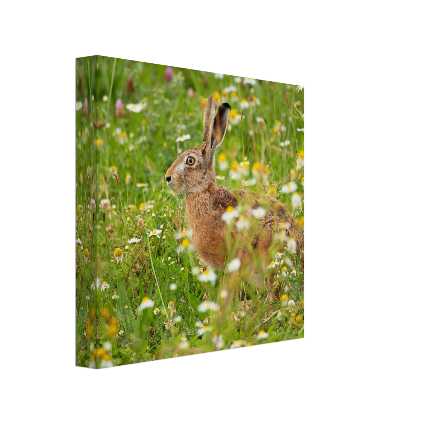 Wandbild Idyllische hasenwiese wandbild waehle dein wunschformat