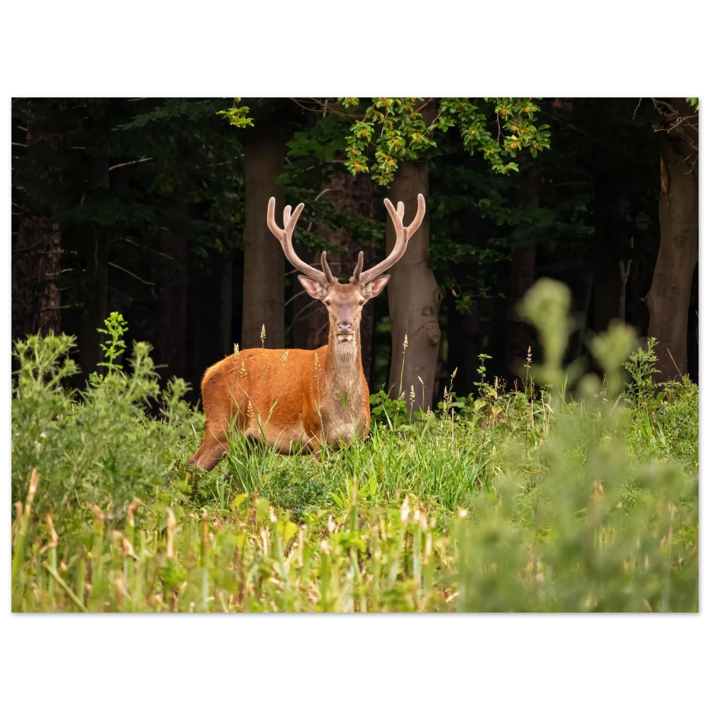 Wandbild majestaetischer hirsch im wald ein wildnis statement fuer ihr zuhause in verschiedenen groessen
